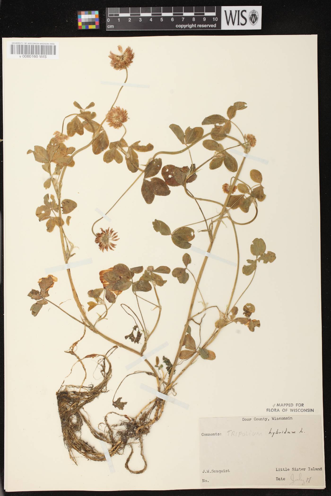 Trifolium hybridum image