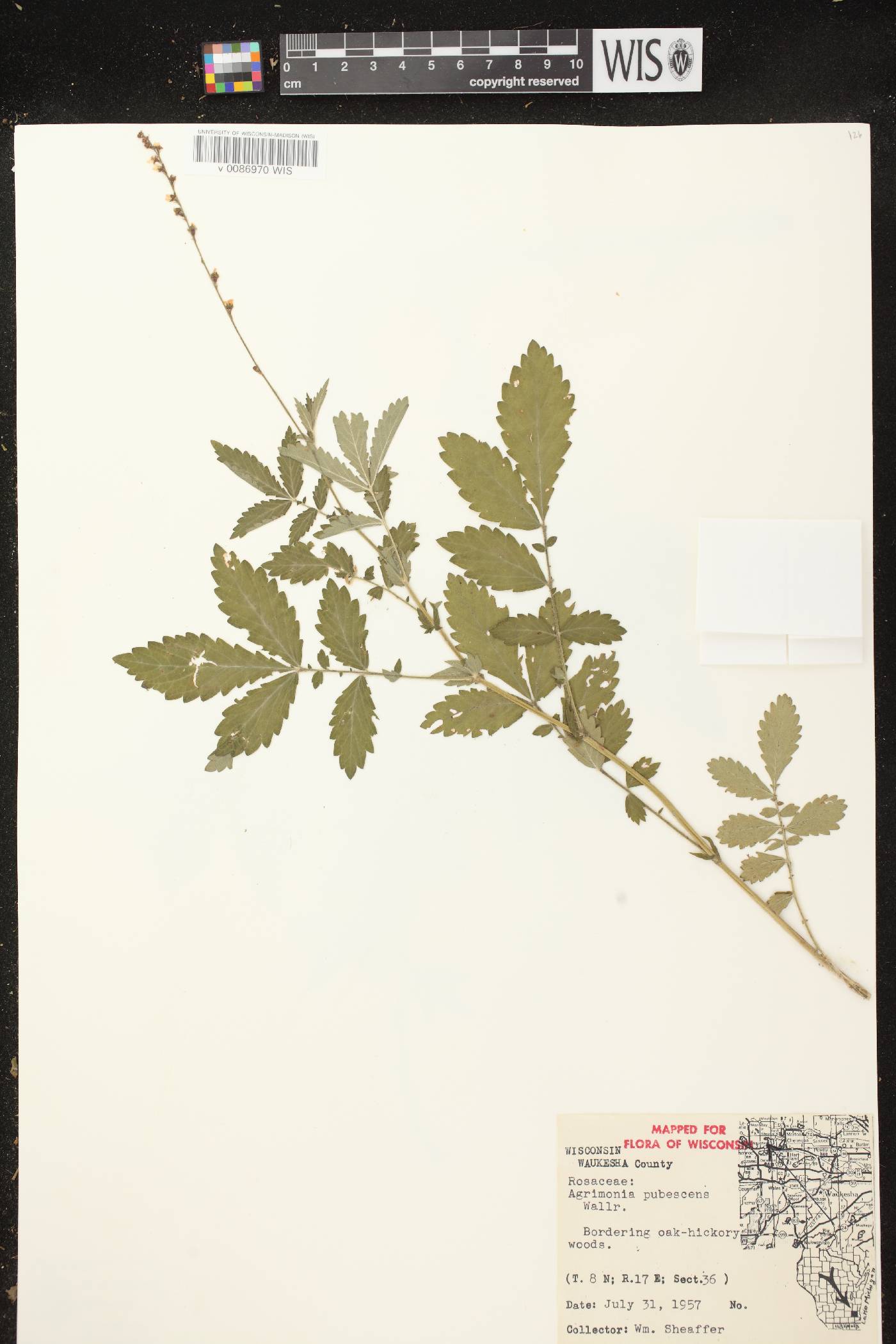 Agrimonia pubescens image