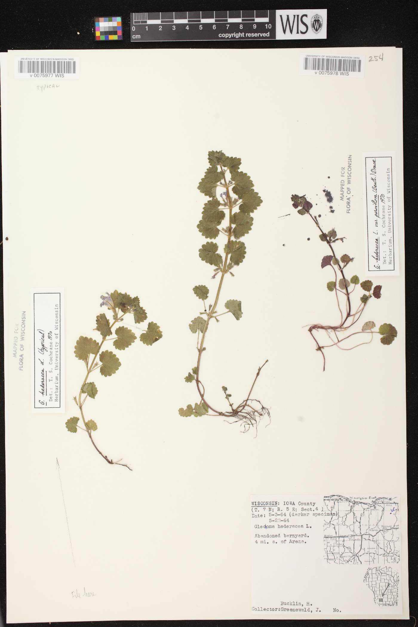 Glechoma hederacea image
