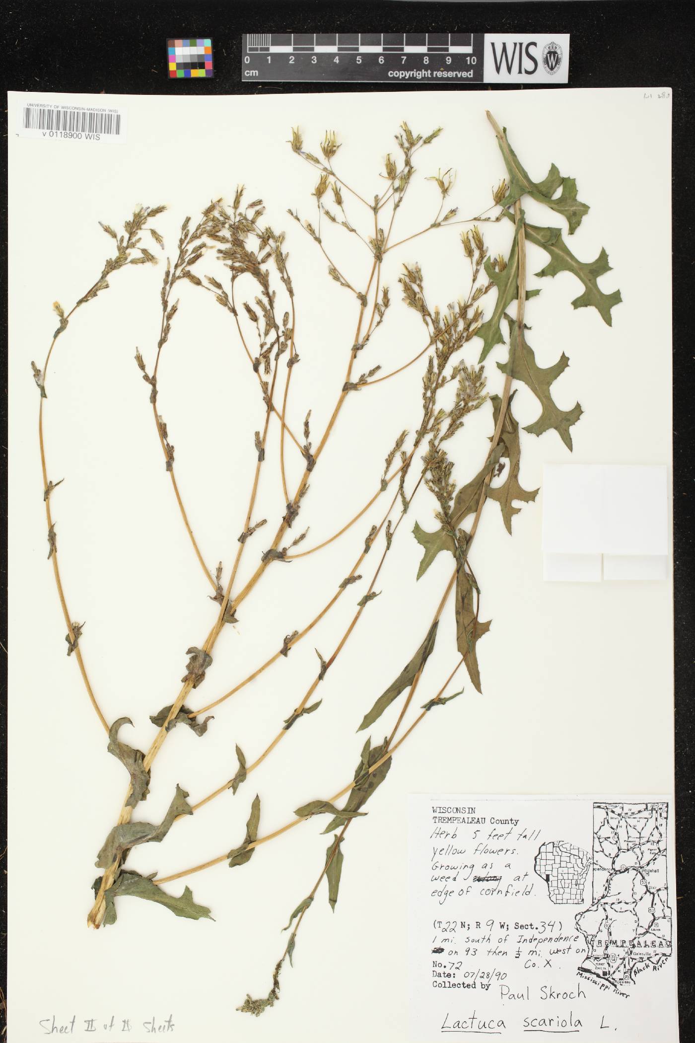 Lactuca serriola image