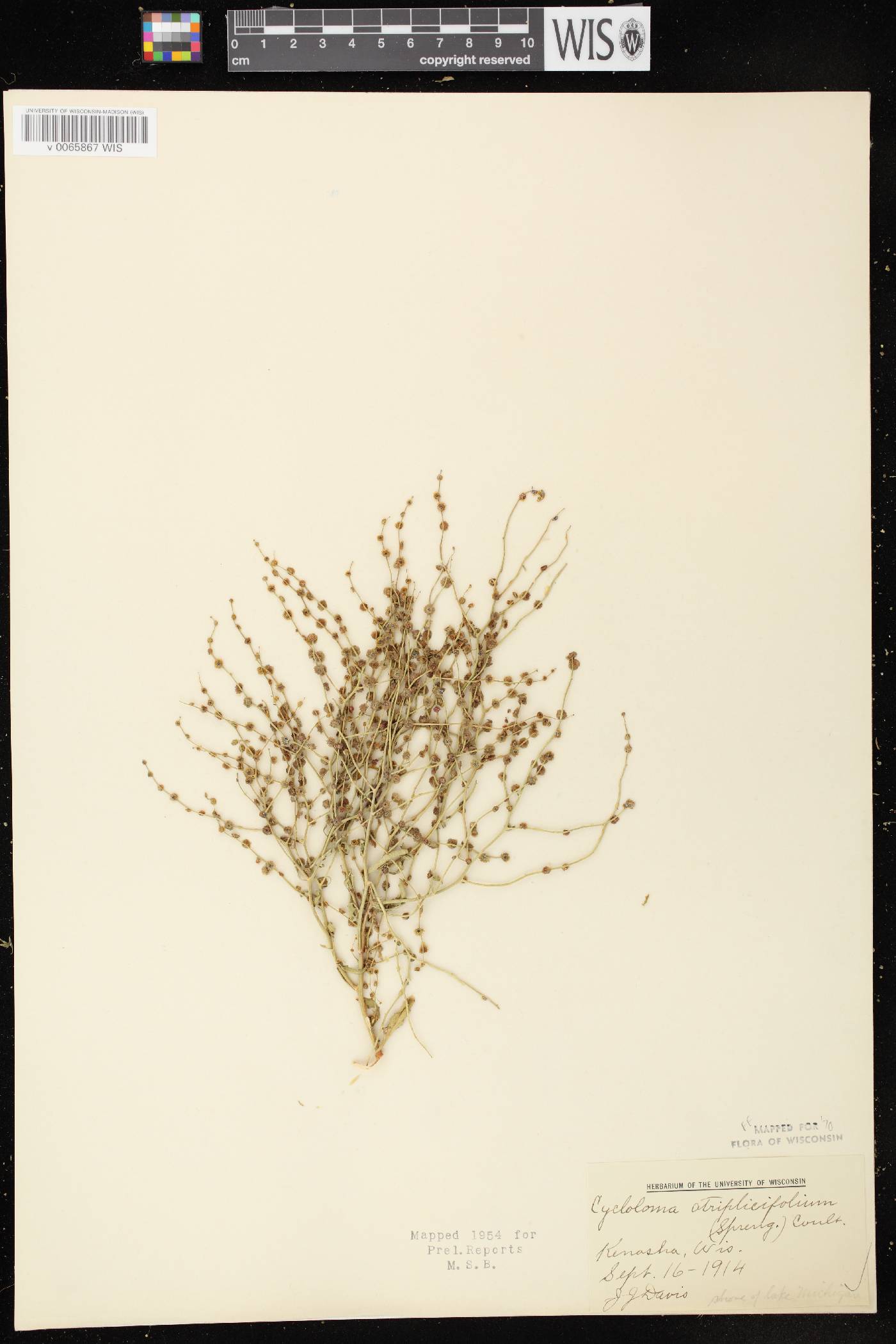 Cycloloma atriplicifolium image