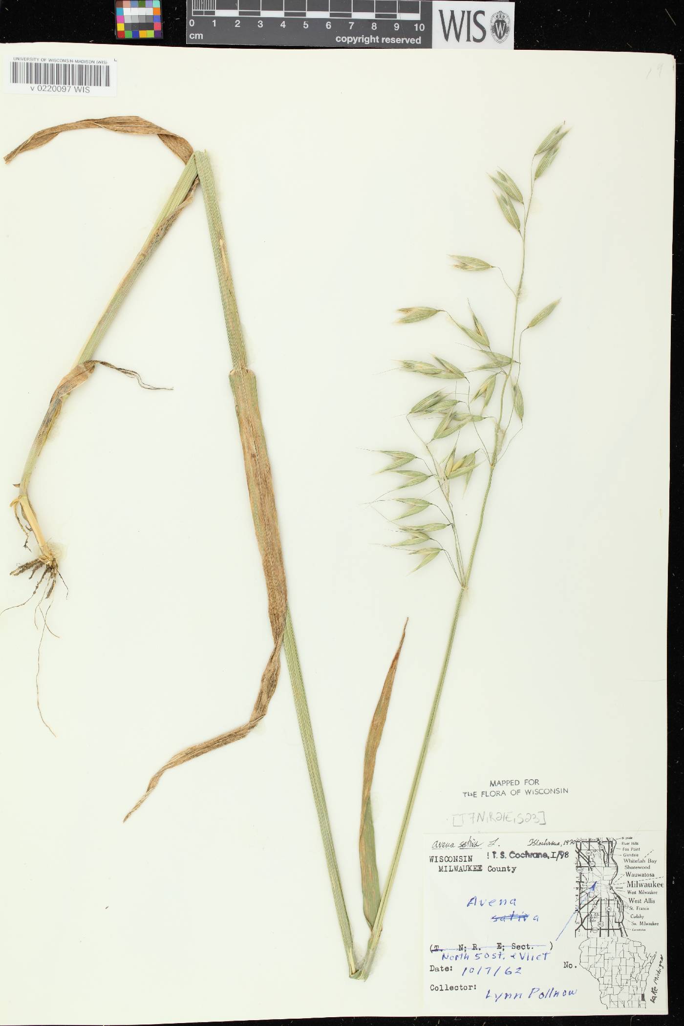 Avena sativa image