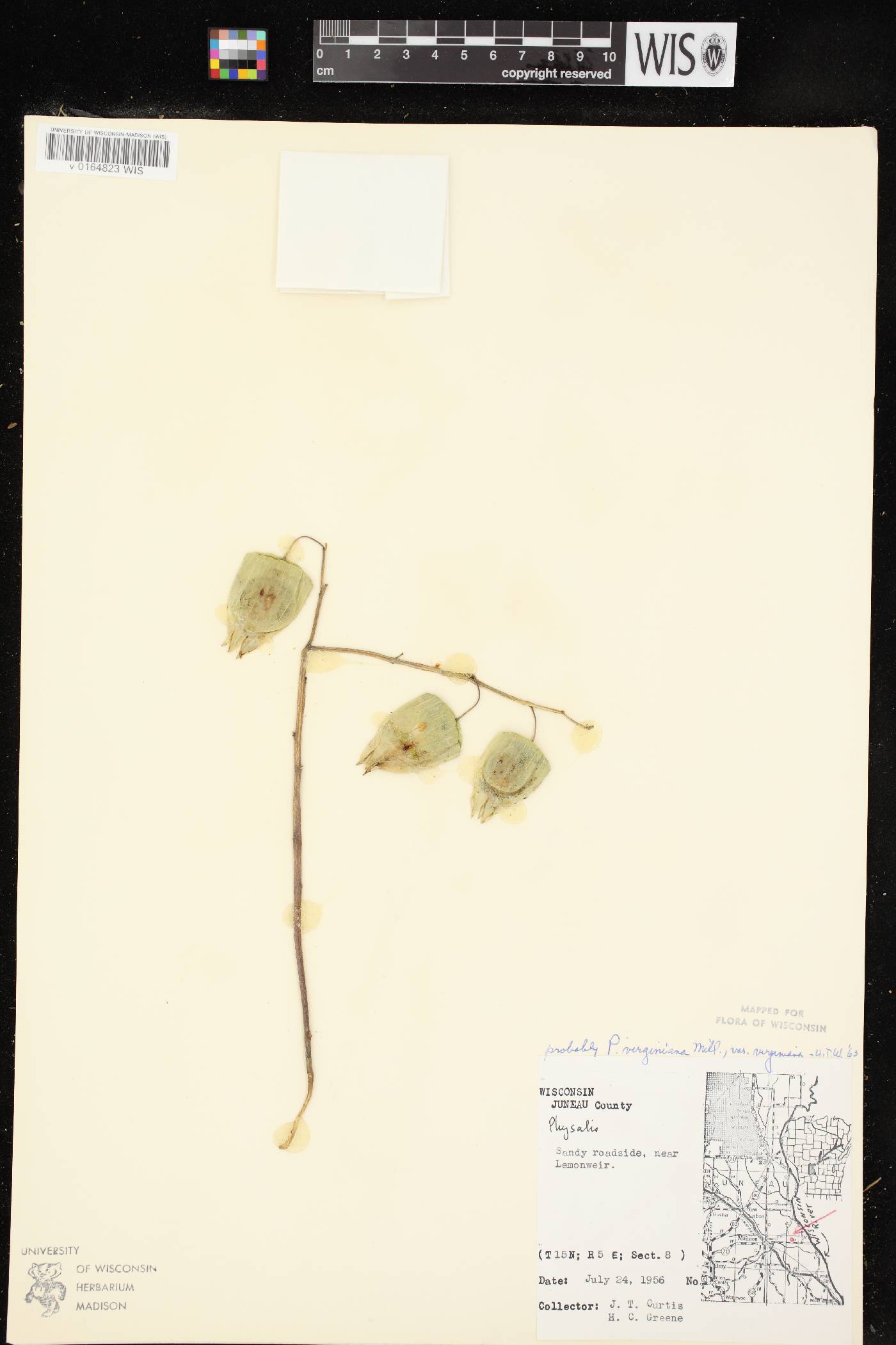 Physalis virginiana image