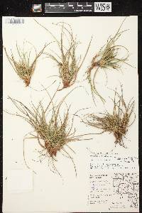 Image of Carex tonsa var. tonsa
