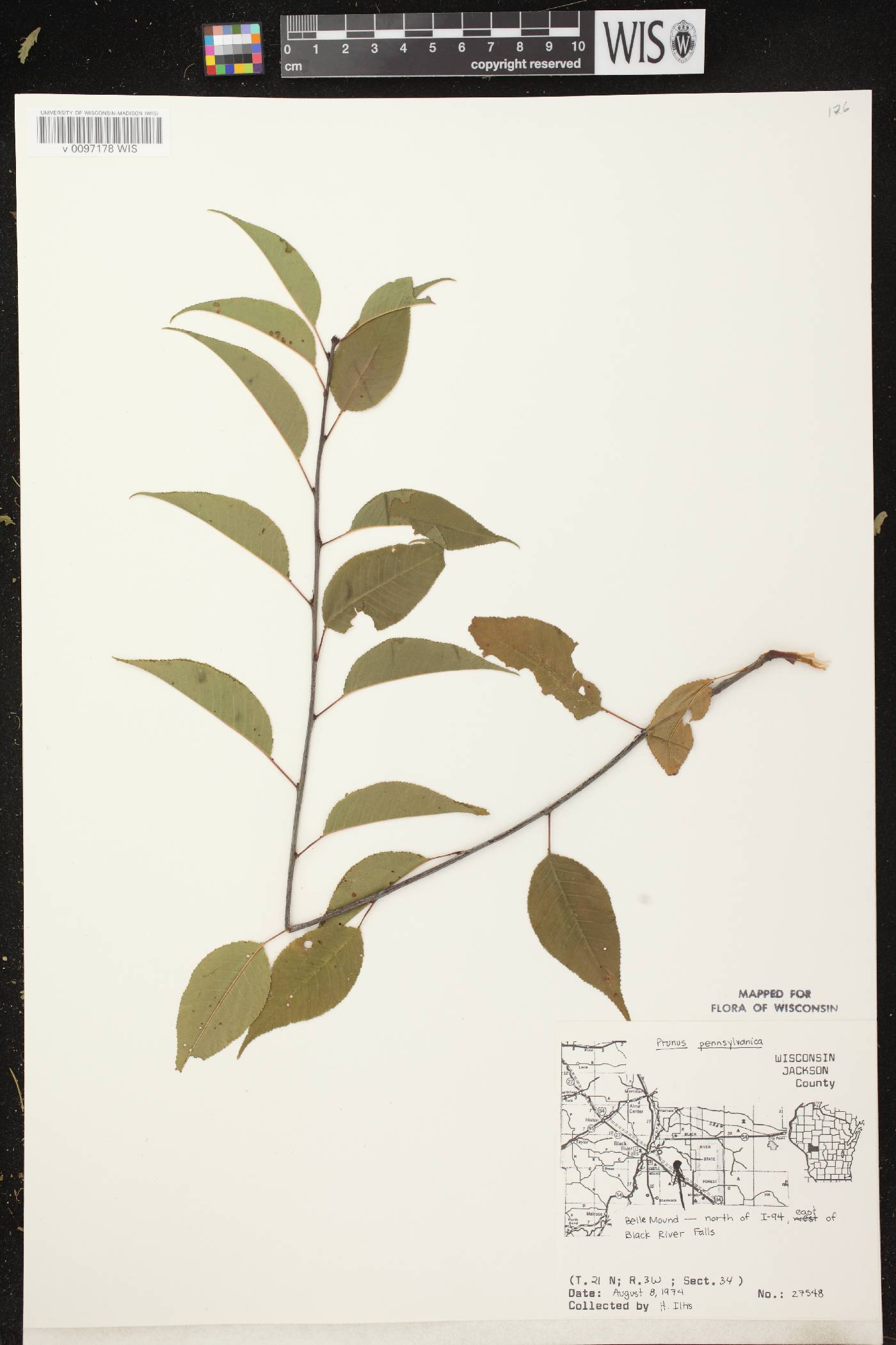 Prunus pensylvanica image