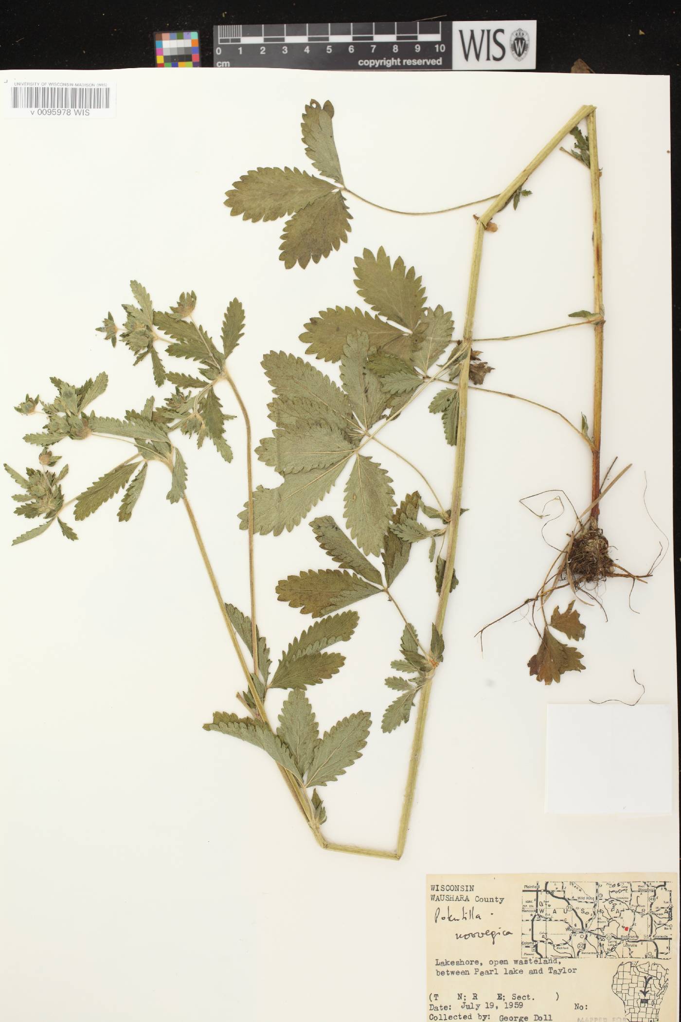 Potentilla norvegica image