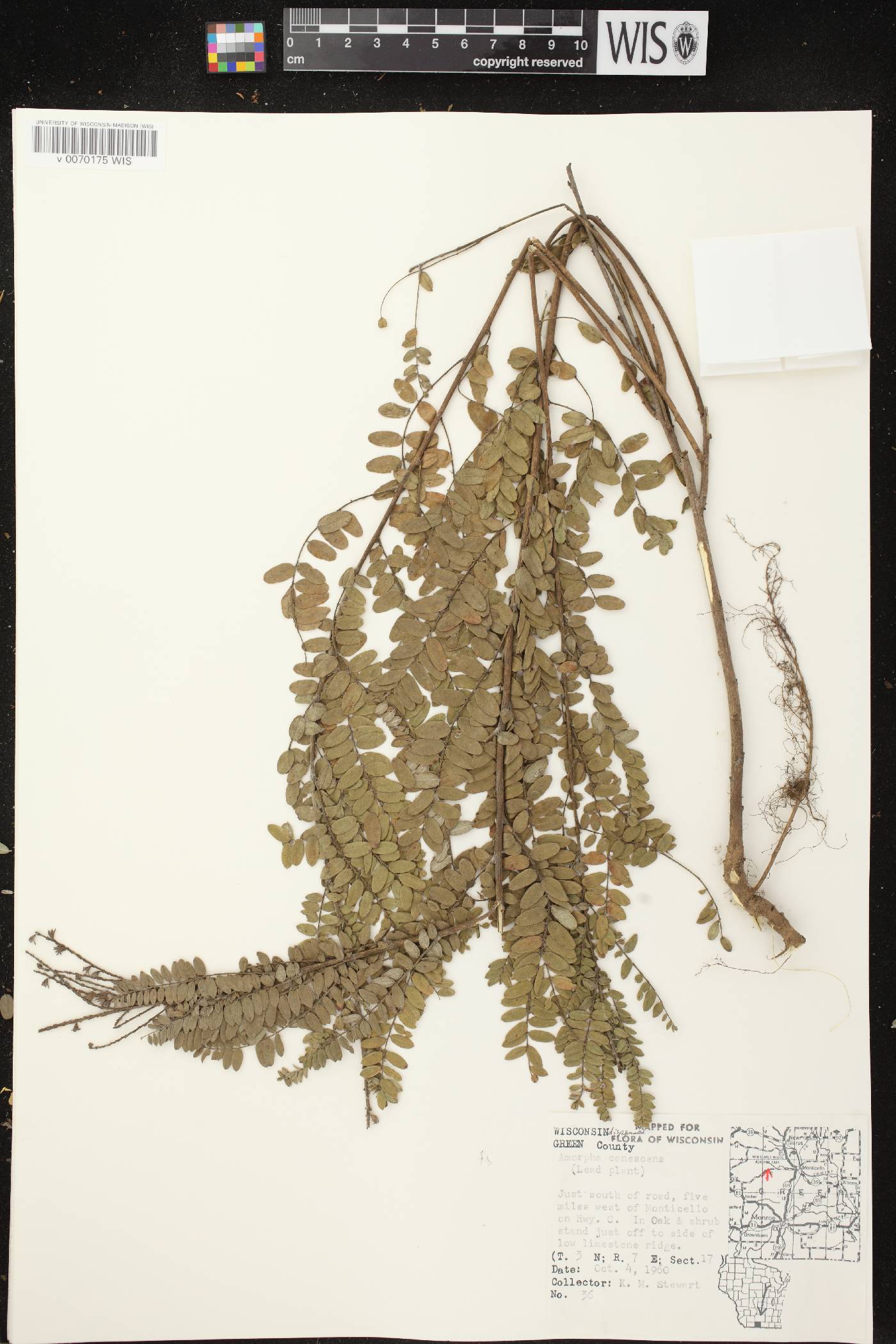 Amorpha canescens image
