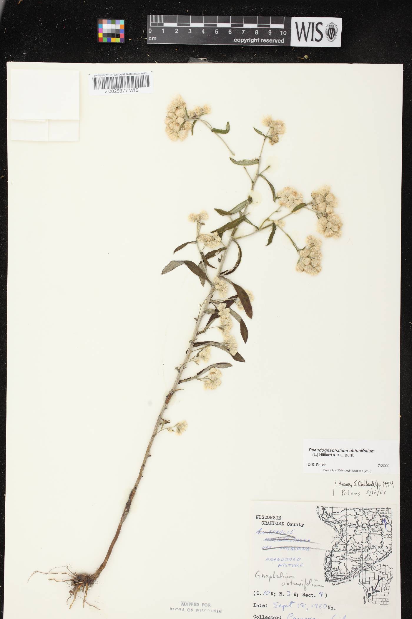 Pseudognaphalium obtusifolium image