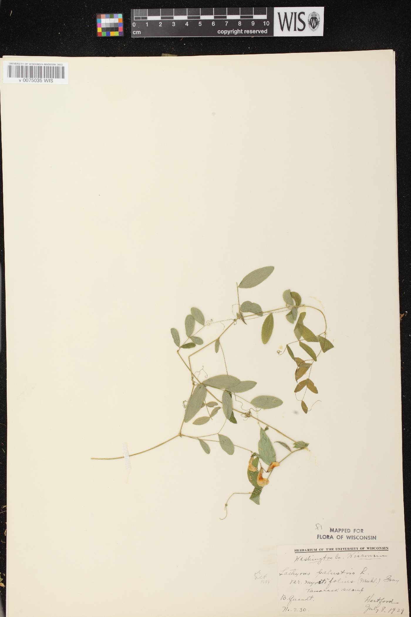 Lathyrus palustris image