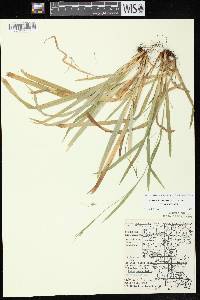 Image of Carex laxiculmis var. laxiculmis