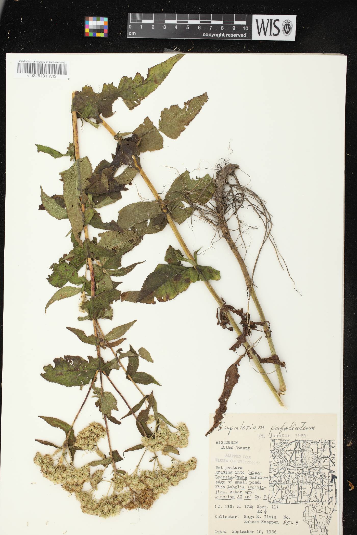 Eupatorium perfoliatum image