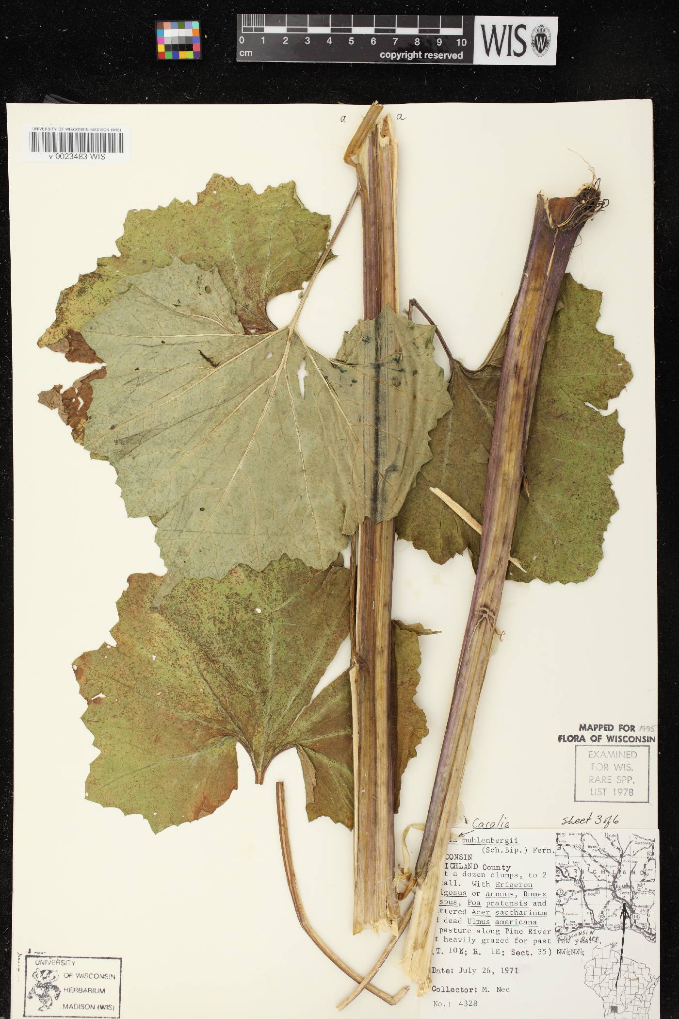 Arnoglossum reniforme image
