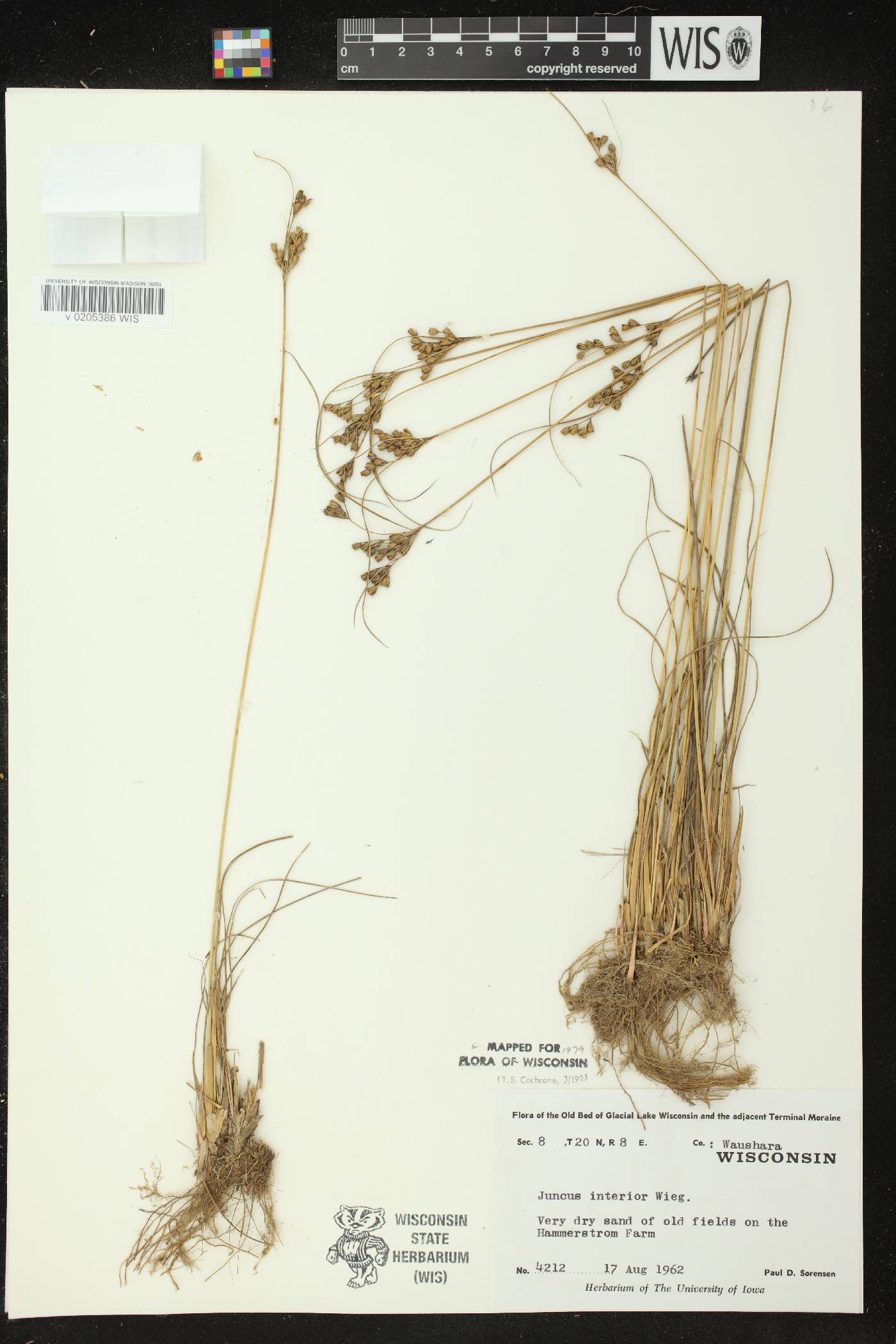 Juncus interior image