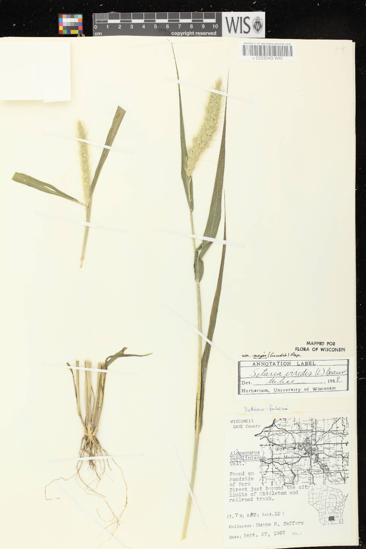 Setaria viridis var. major image