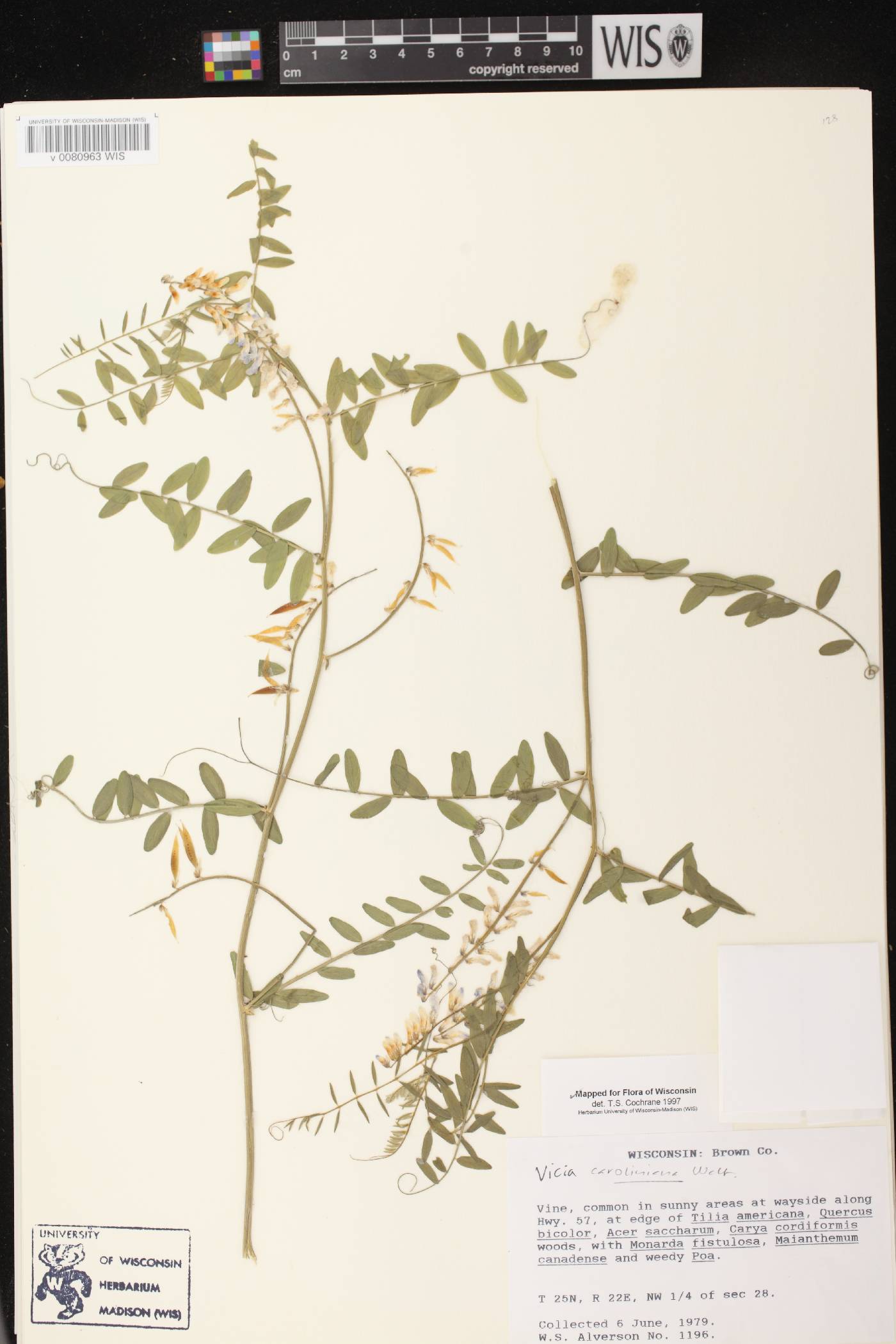 Vicia caroliniana image