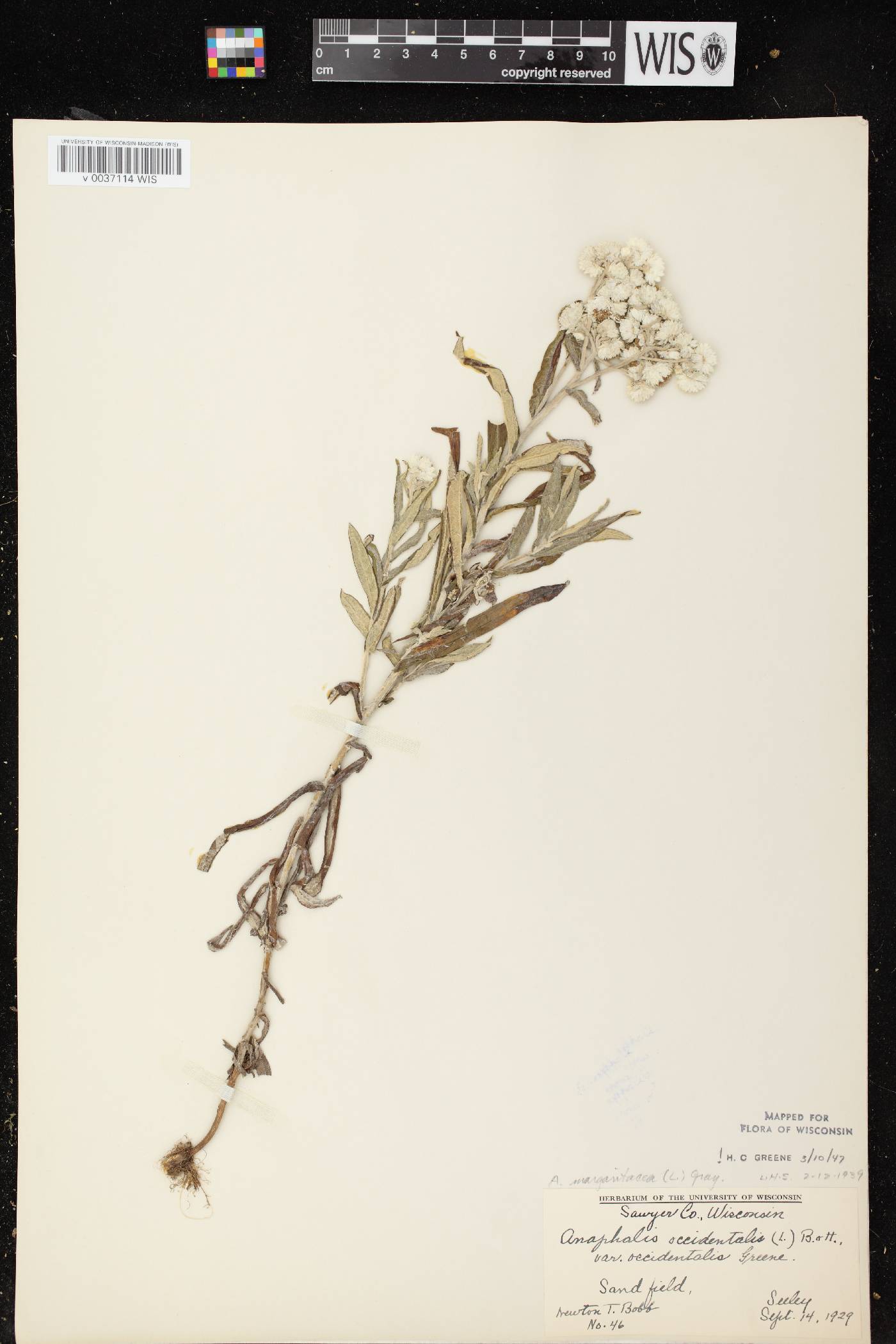 Anaphalis margaritacea image