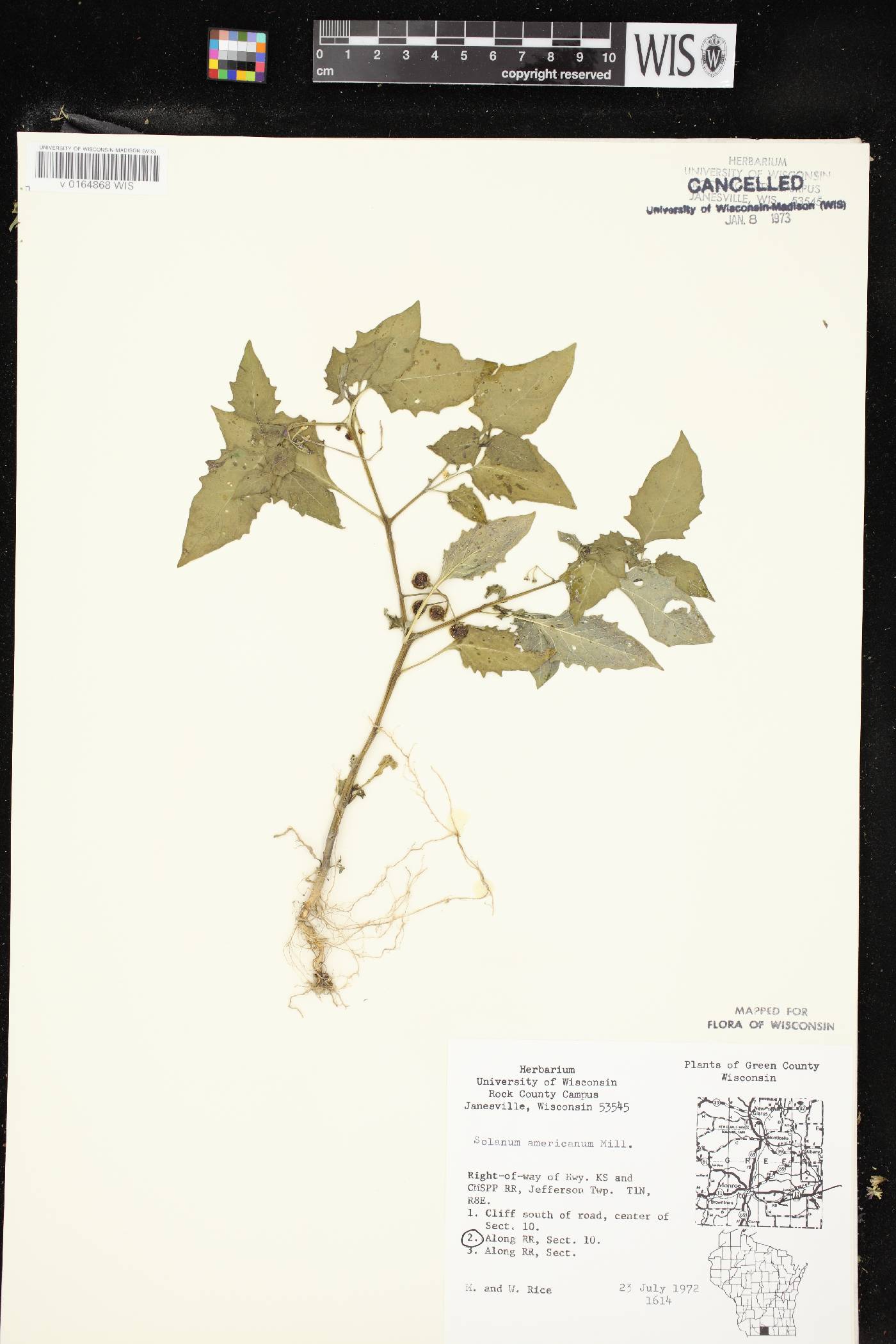 Solanum ptychanthum image