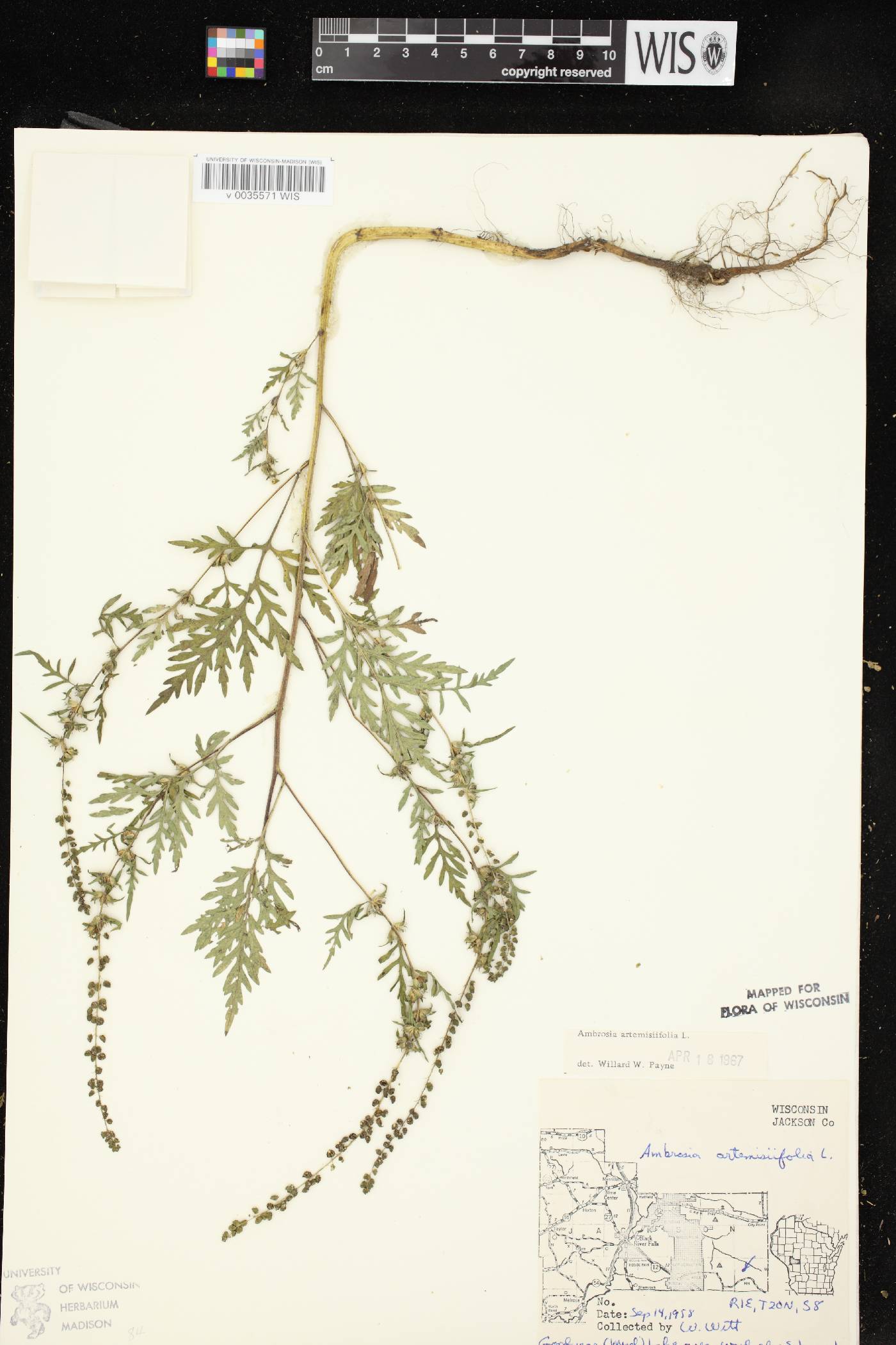 Ambrosia artemisiifolia image