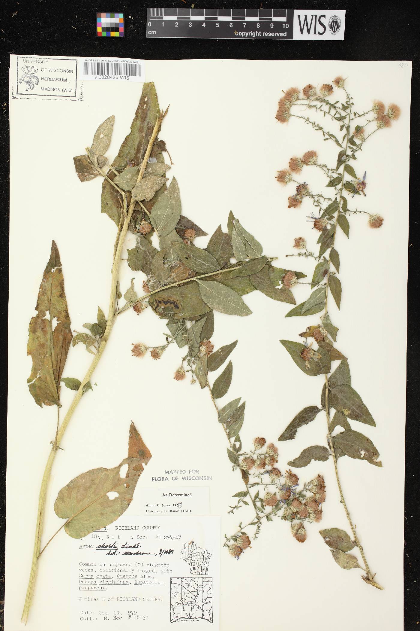 Symphyotrichum shortii image