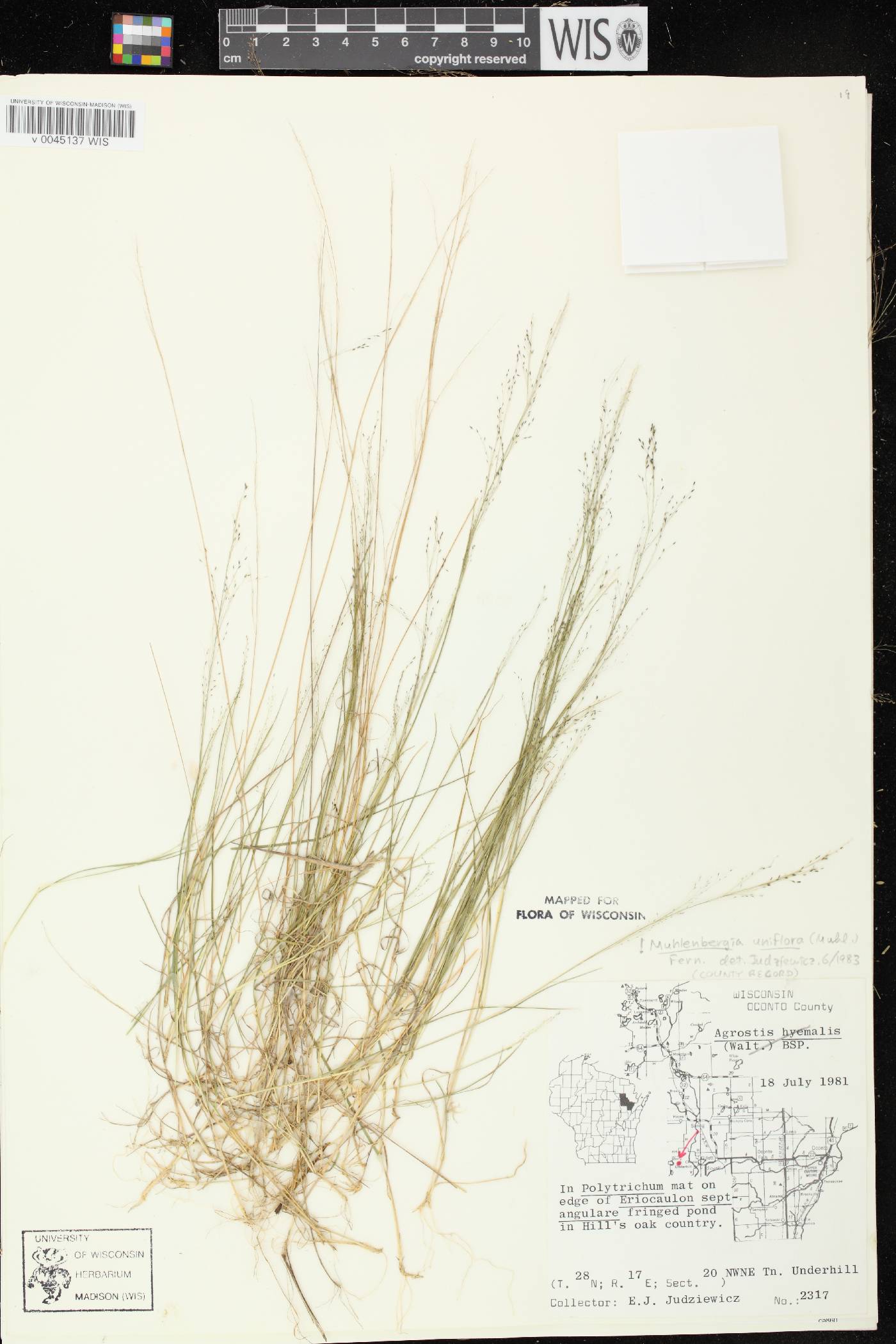 Muhlenbergia uniflora image