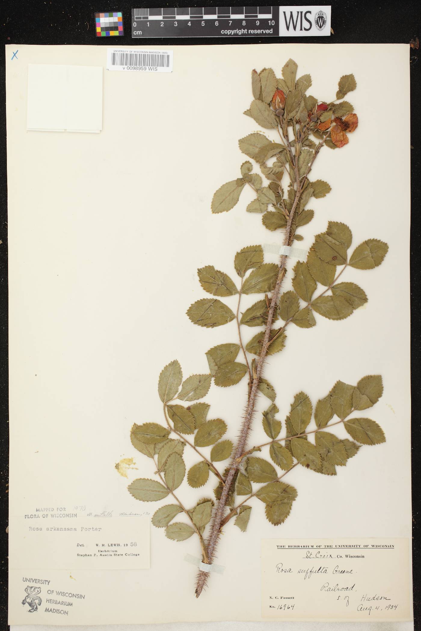 Rosa arkansana image