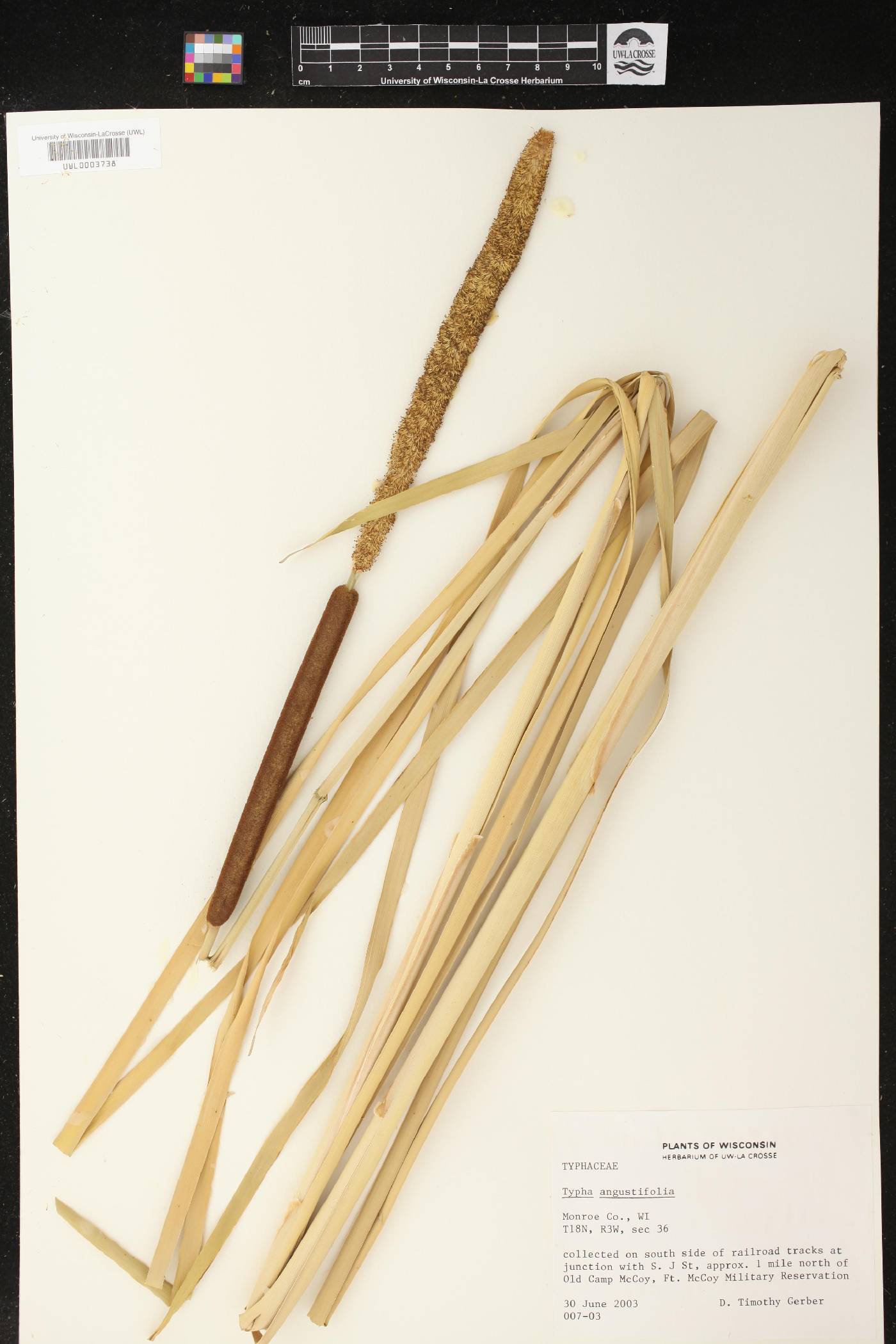 Typha angustifolia image