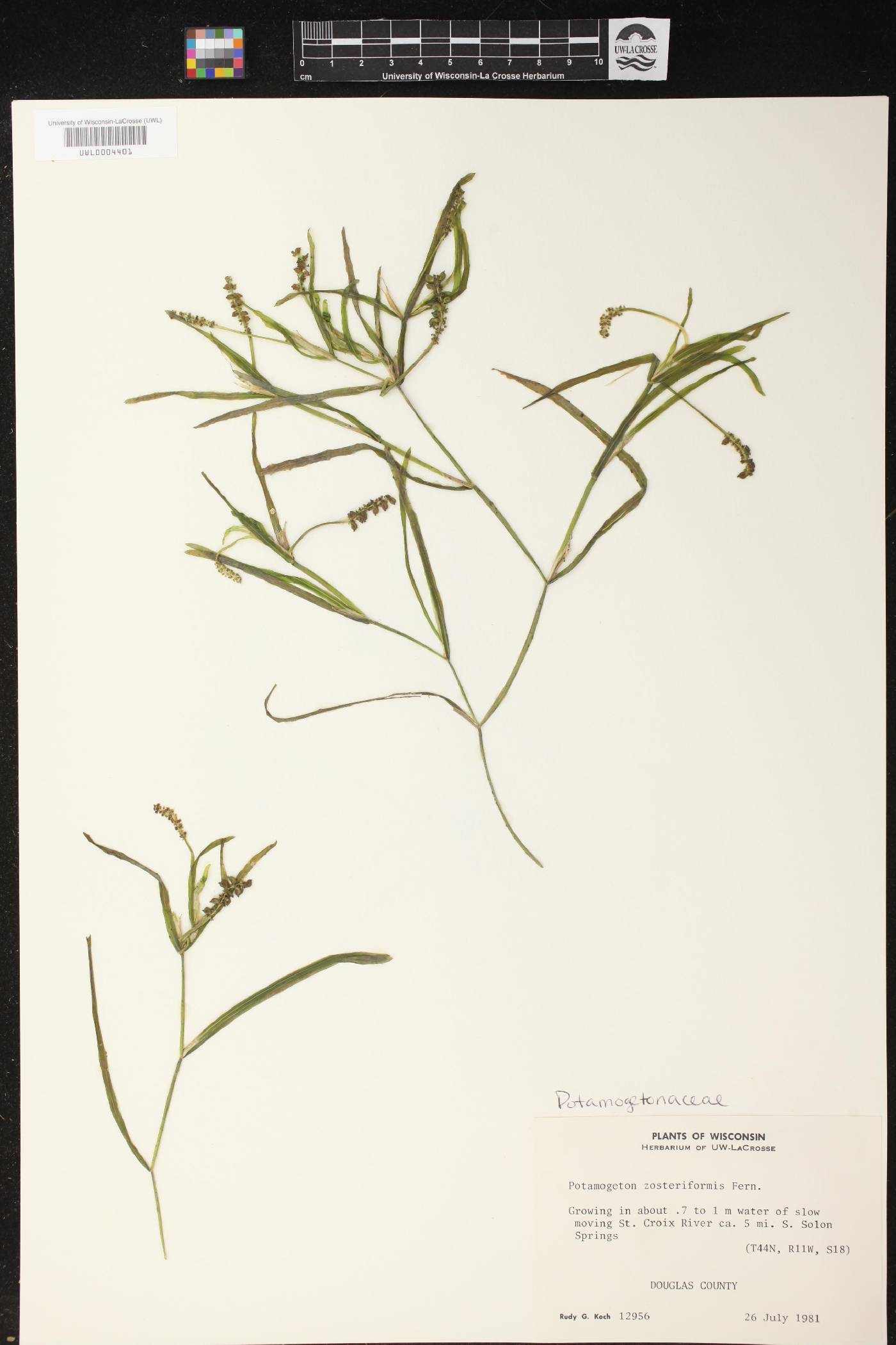 Potamogeton zosteriformis image