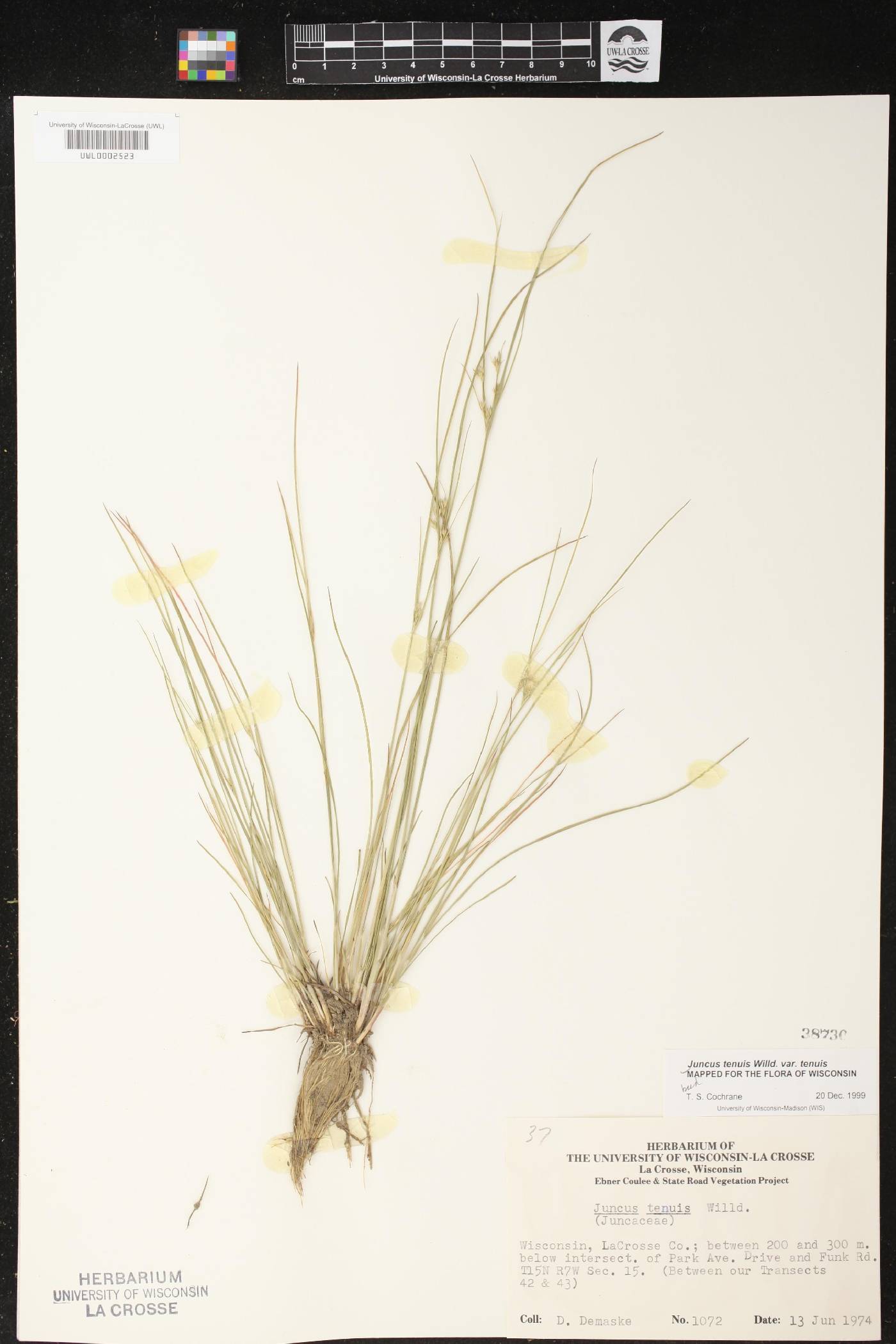 Juncus tenuis image