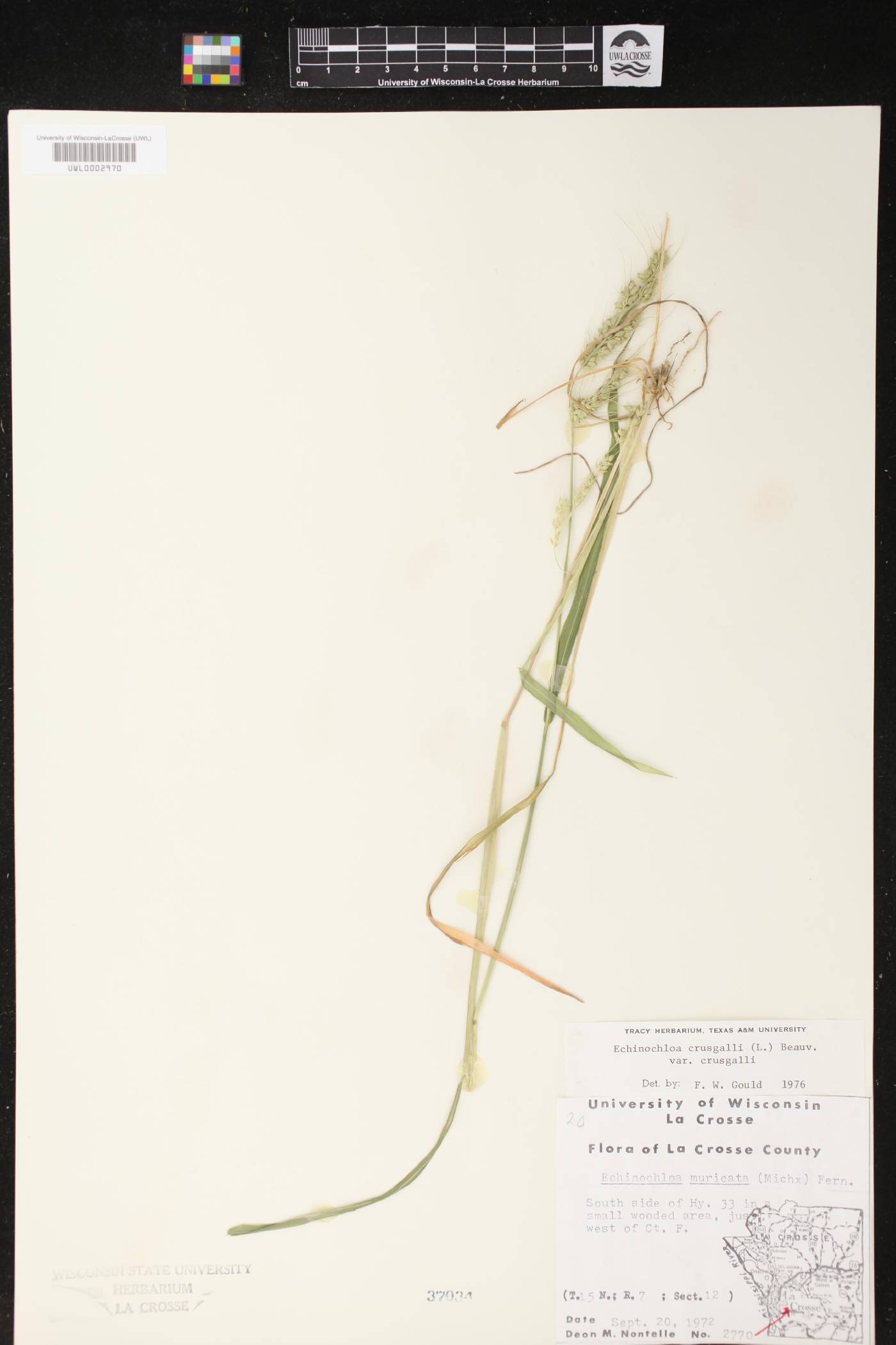 Echinochloa crus-galli image
