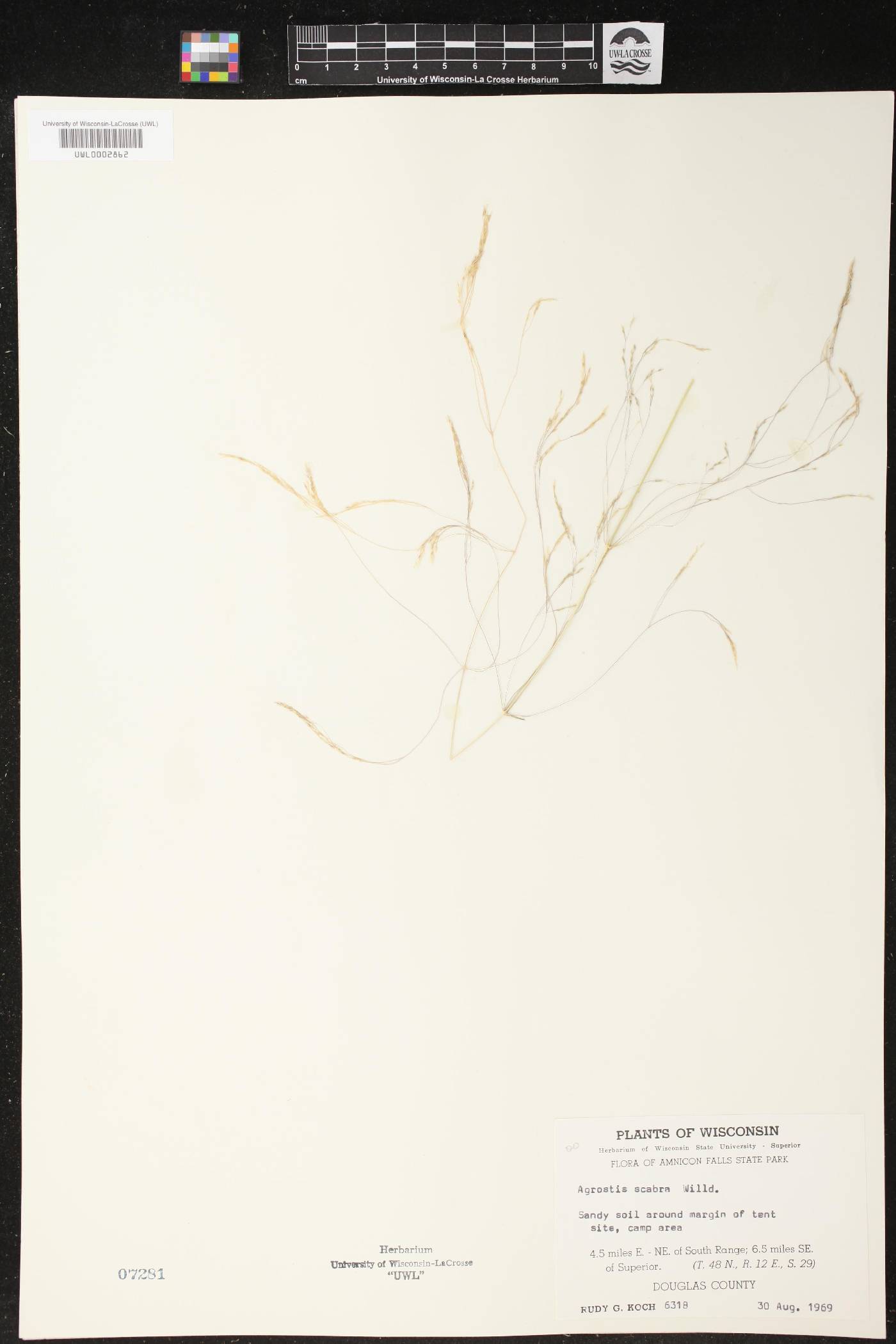 Agrostis scabra image