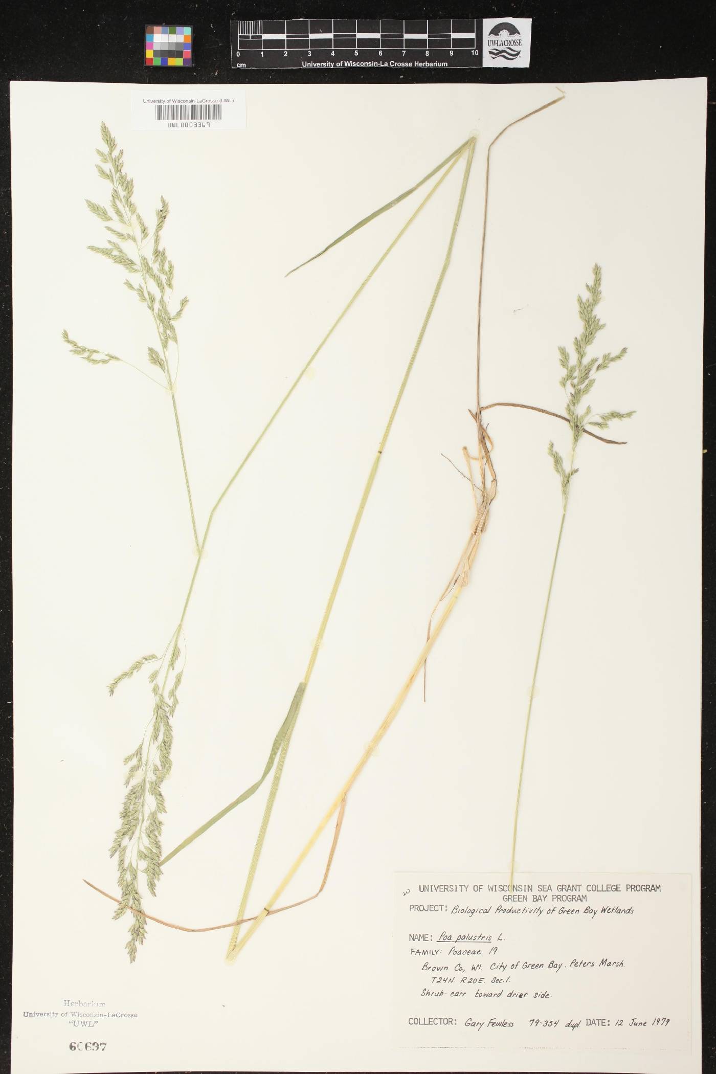 Poa palustris image