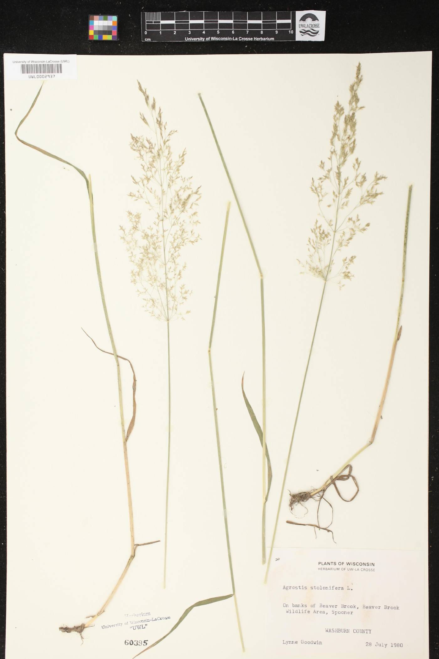 Agrostis stolonifera image