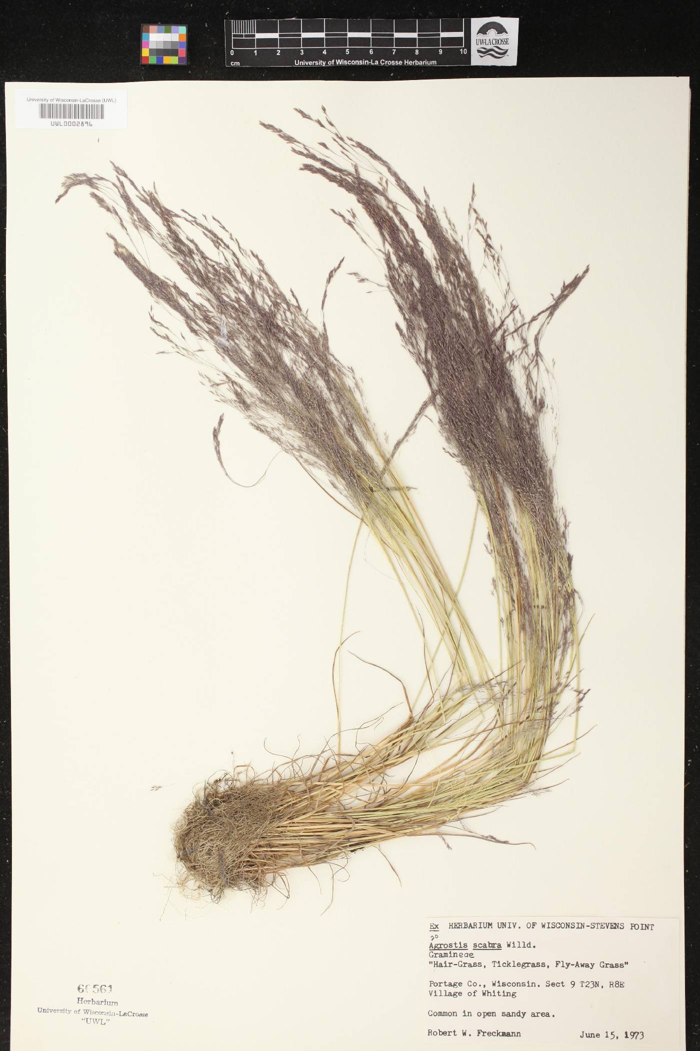 Agrostis scabra image