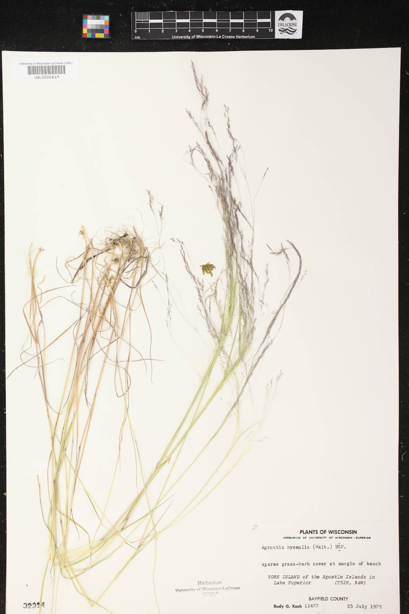 Agrostis hyemalis image