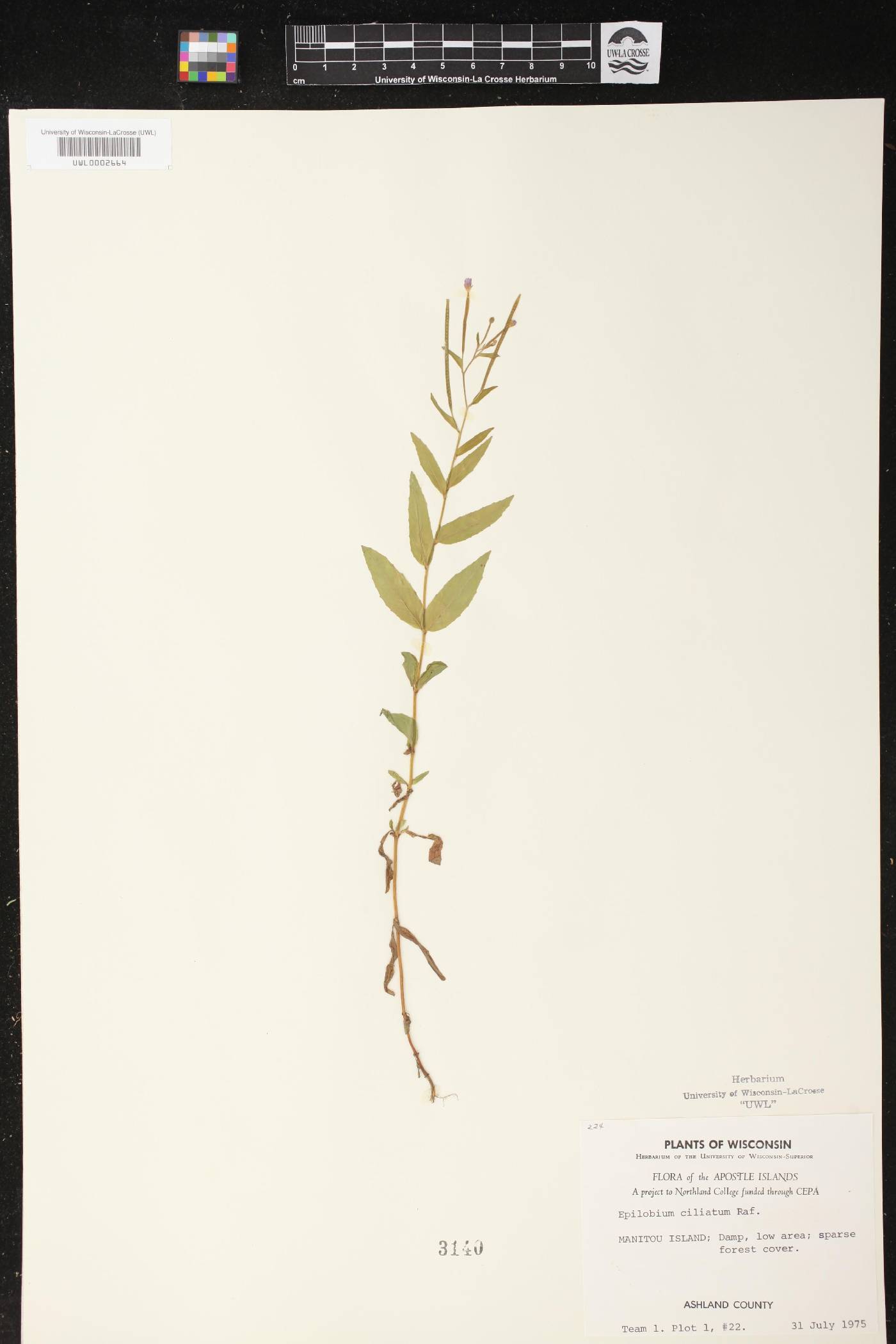 Epilobium ciliatum image