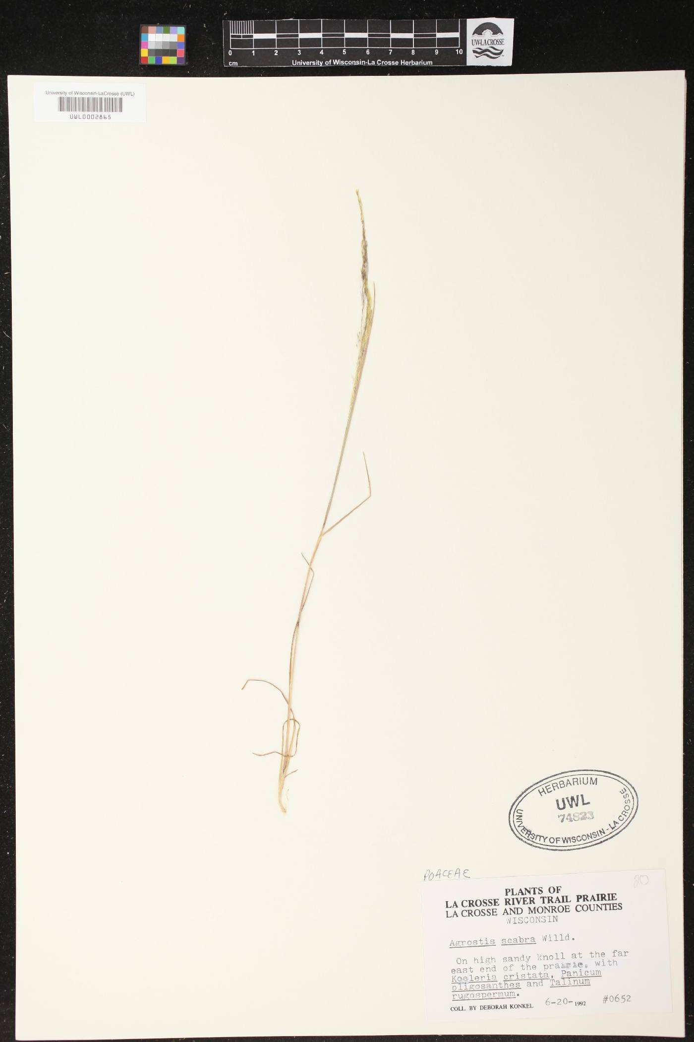 Agrostis scabra image