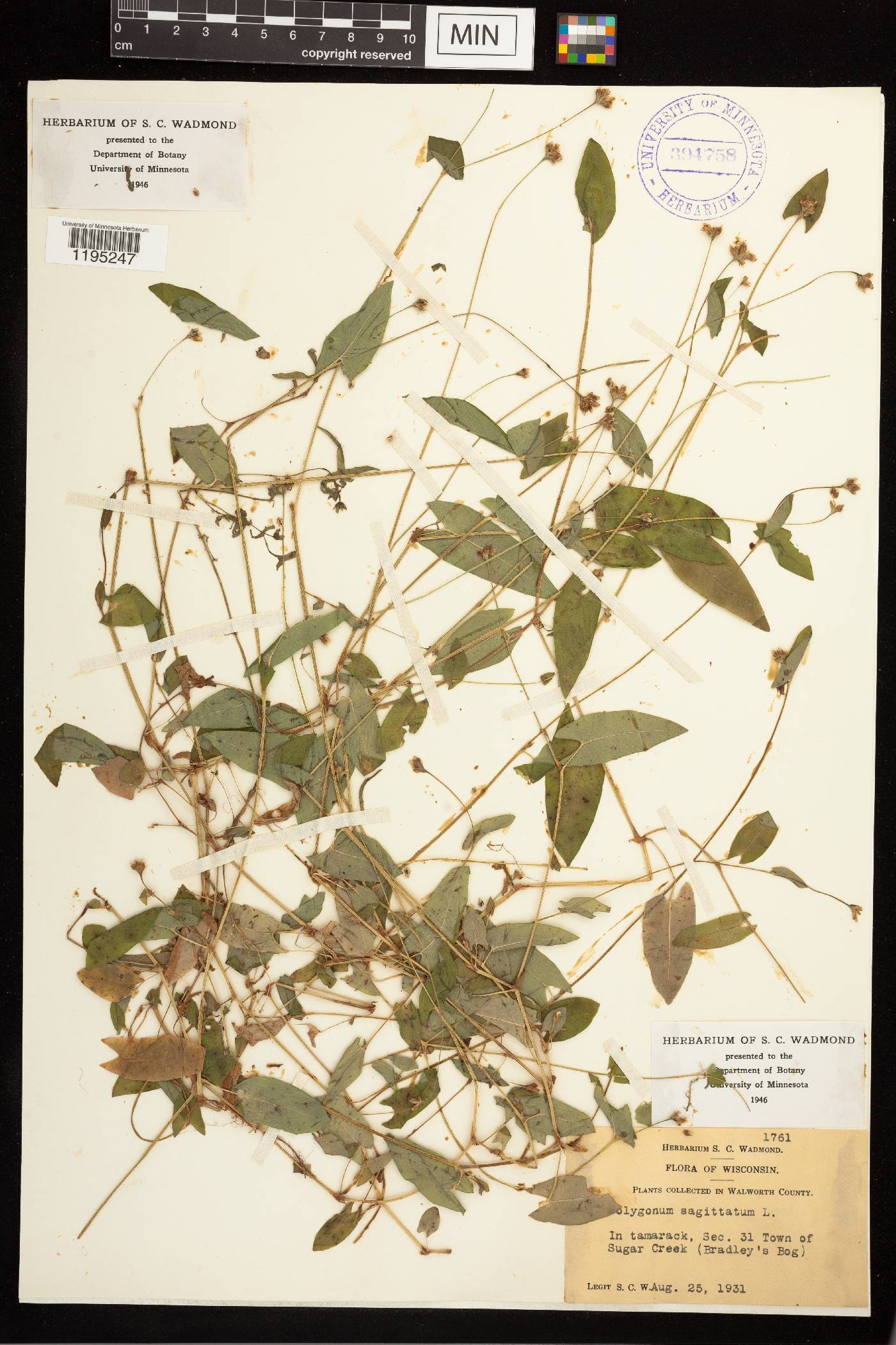 Persicaria sagittata image