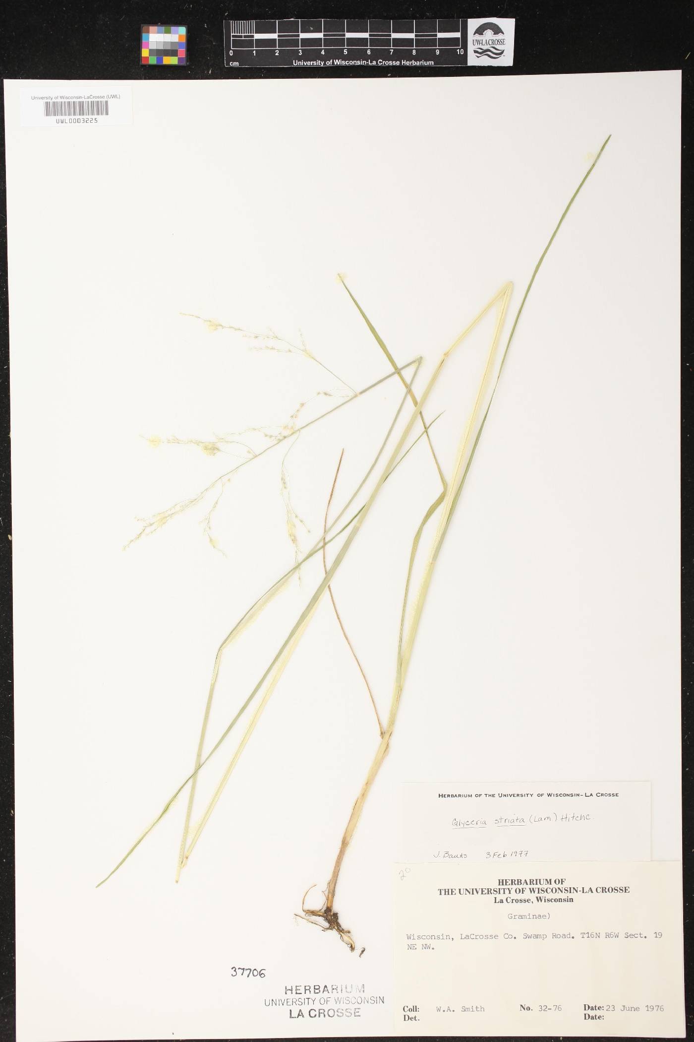 Glyceria striata image