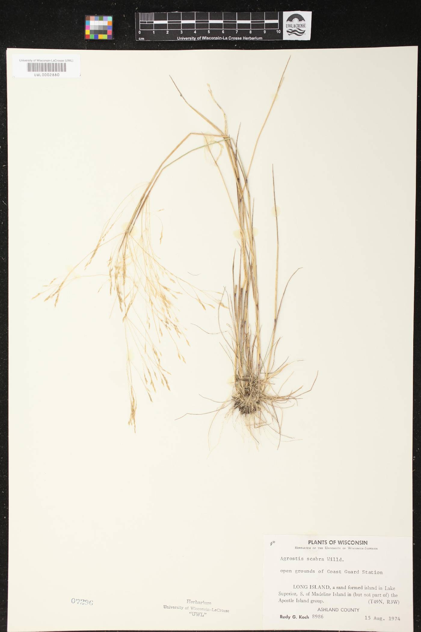 Agrostis scabra image