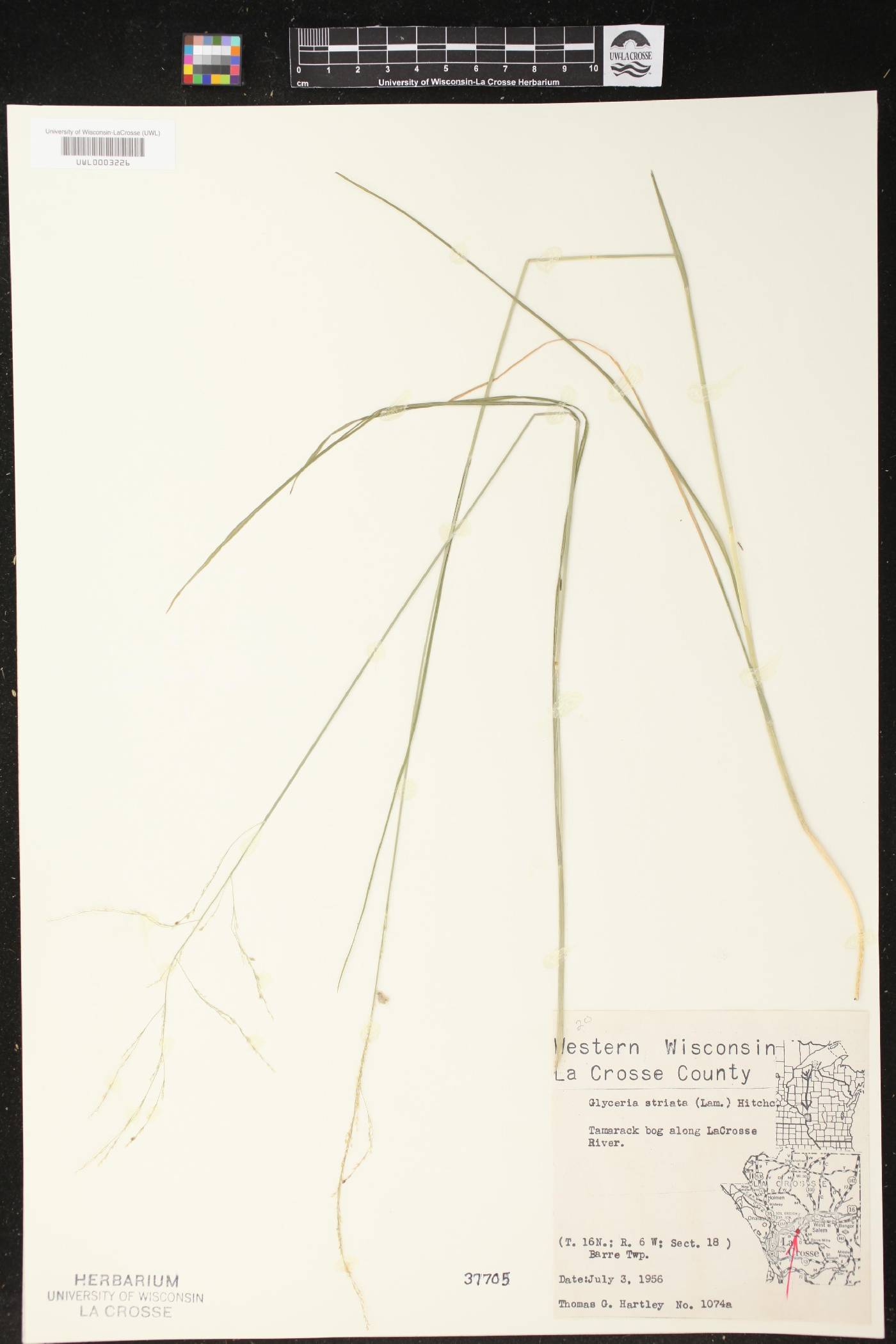 Glyceria striata image