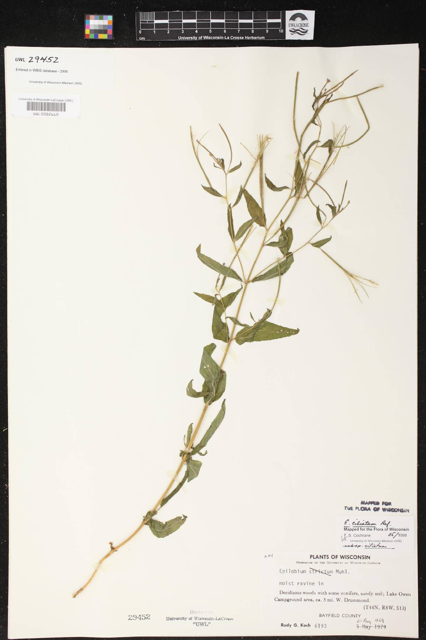 Epilobium ciliatum image