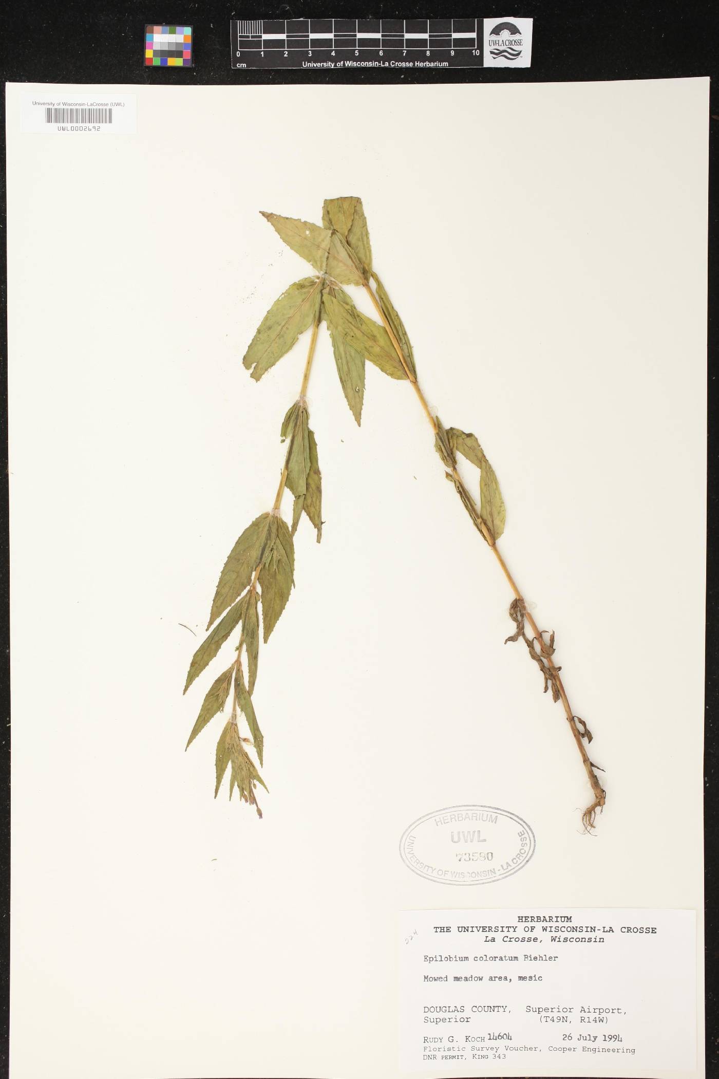 Epilobium coloratum image