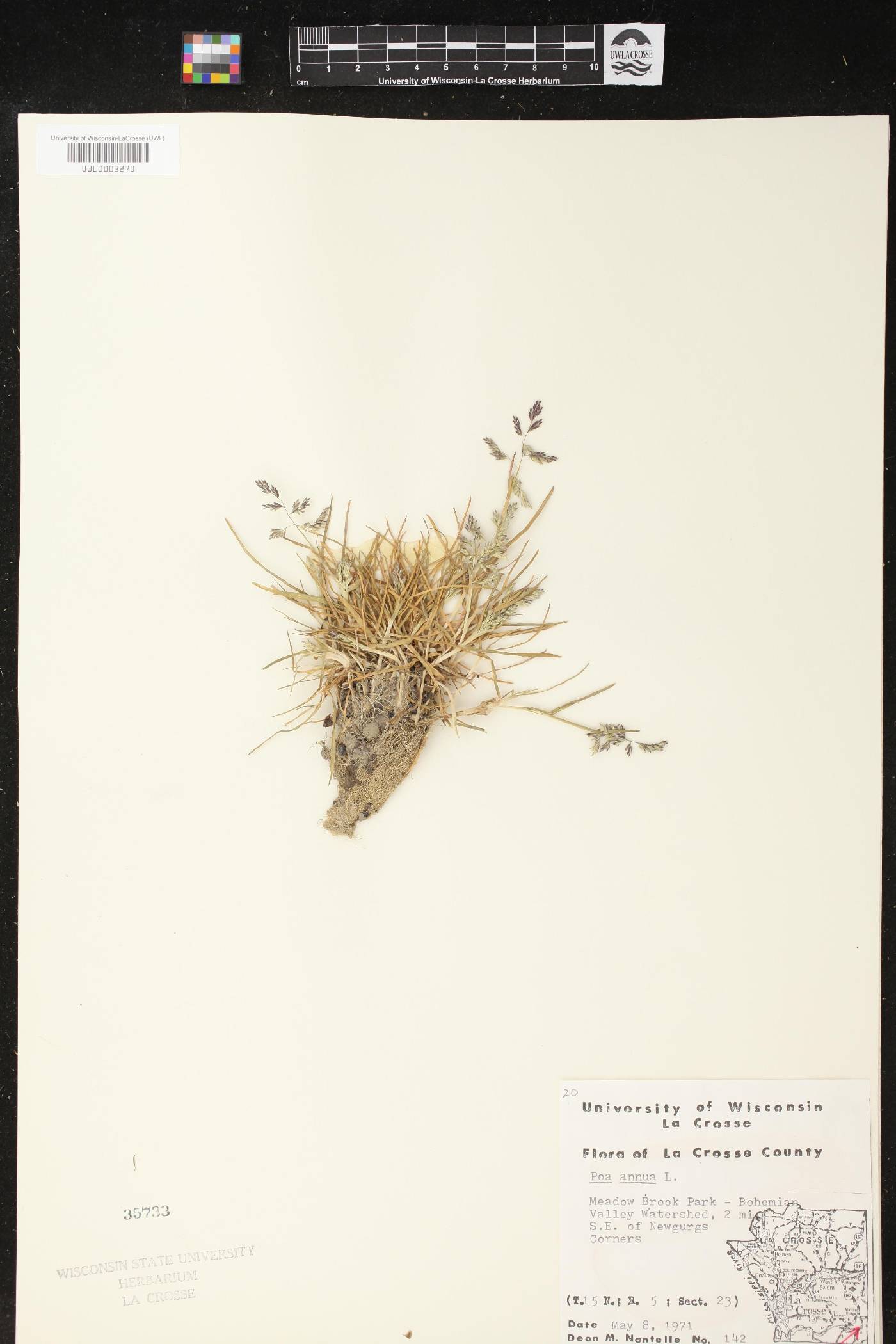 Poa annua image