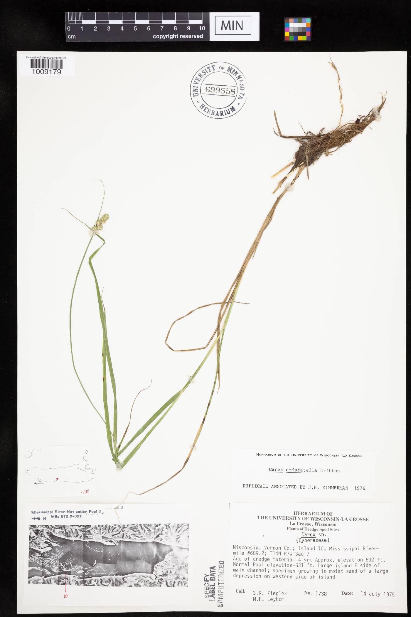 Carex cristatella image