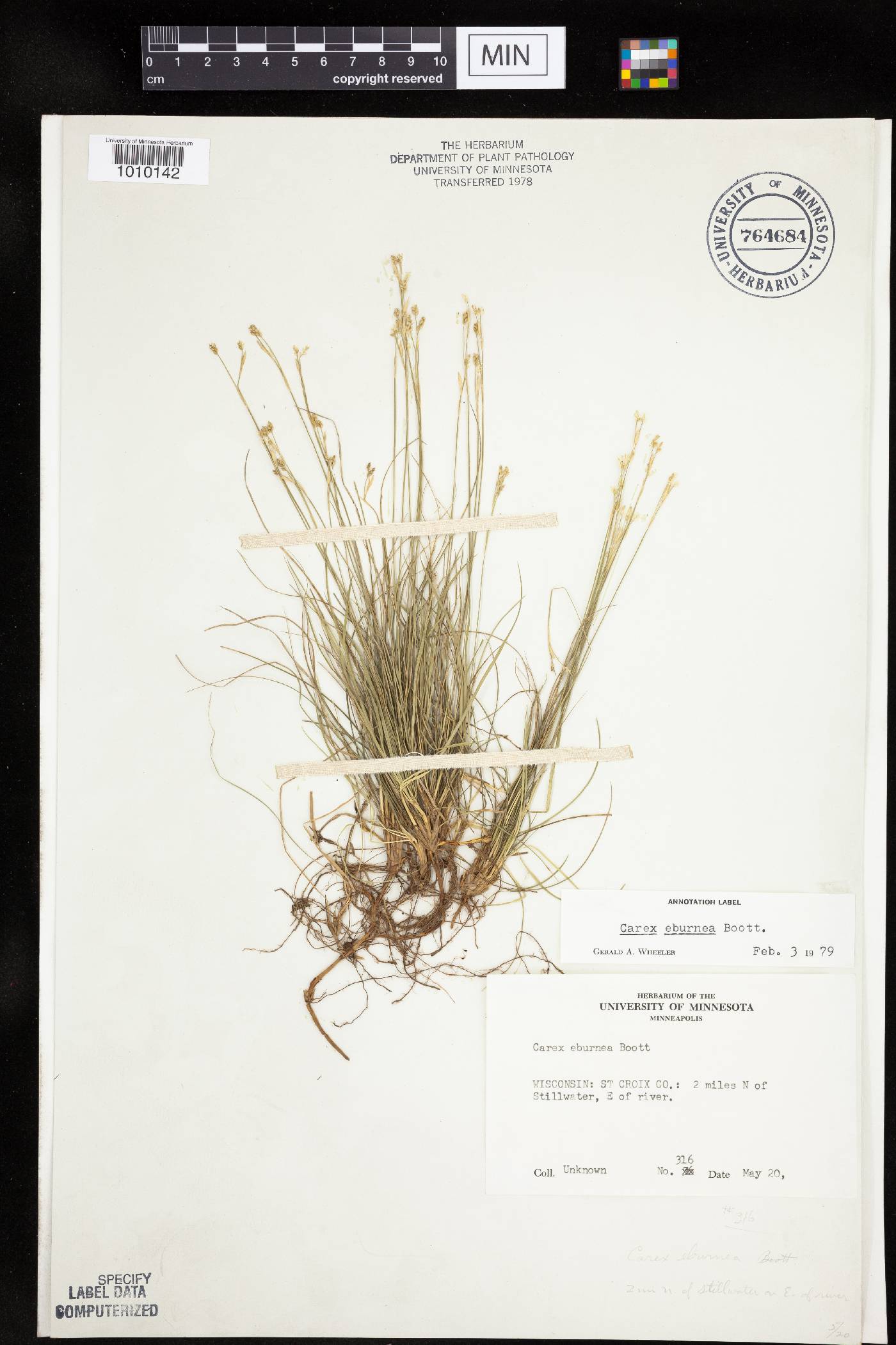 Carex eburnea image