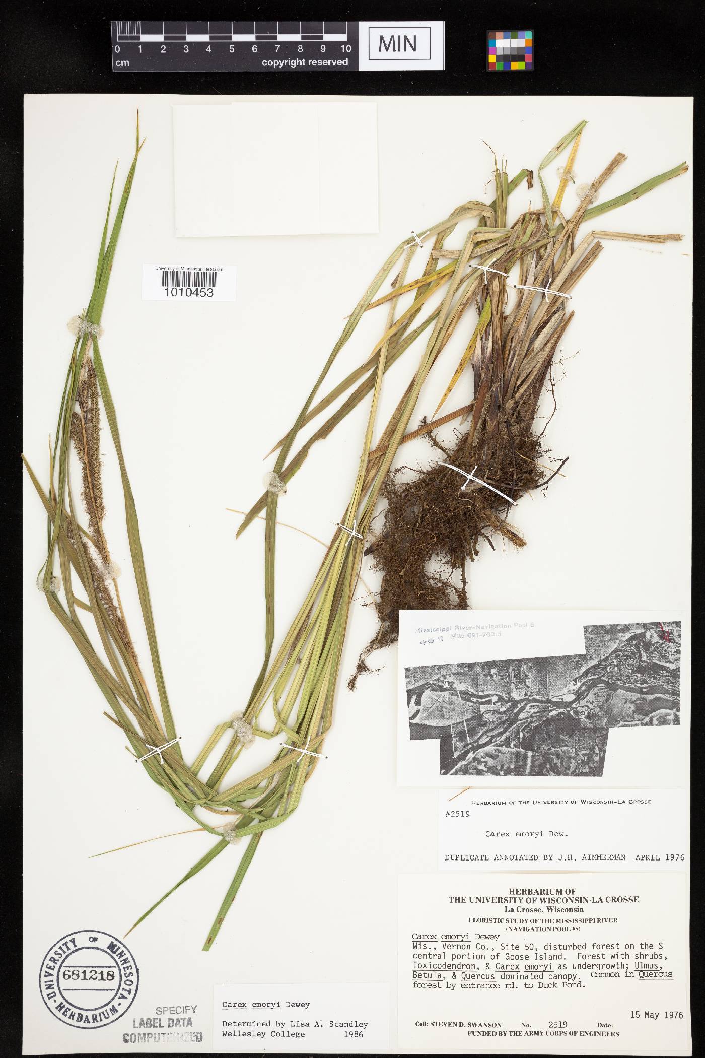 Carex emoryi image