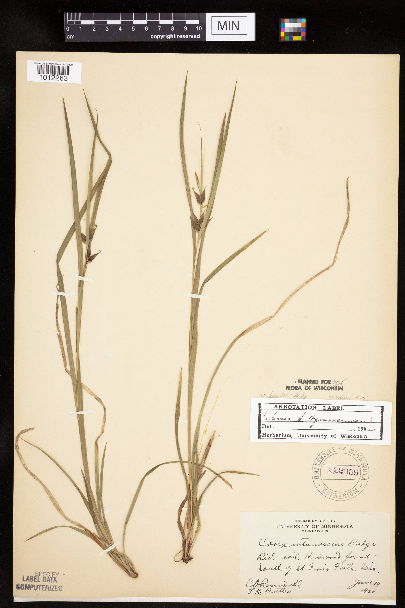 Carex intumescens image