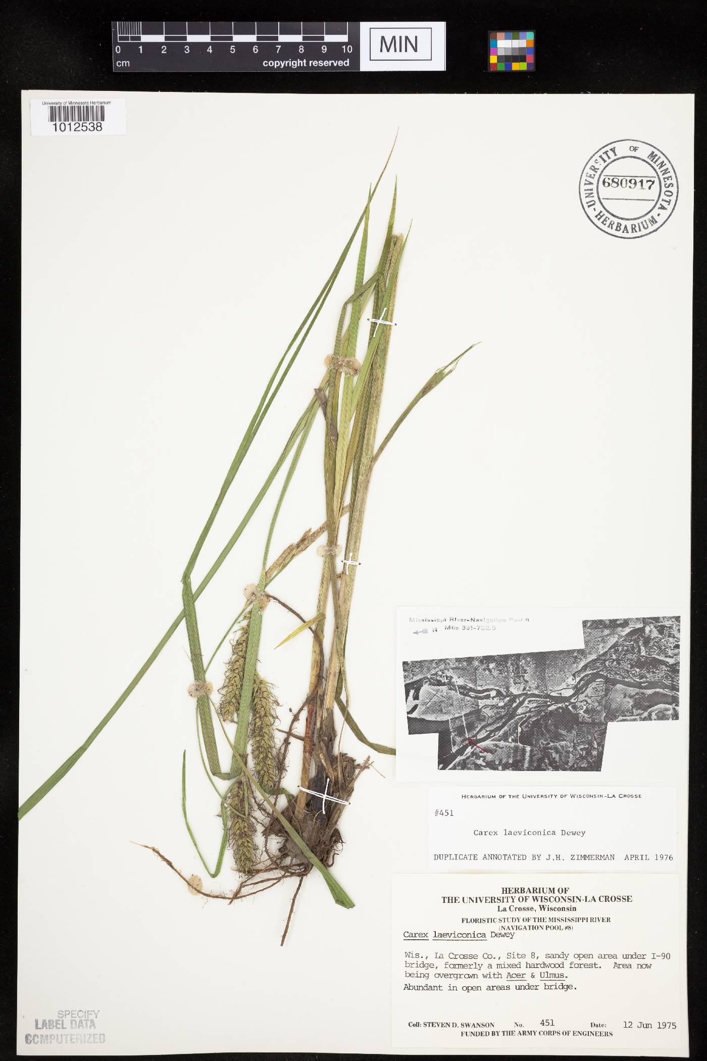 Carex laeviconica image