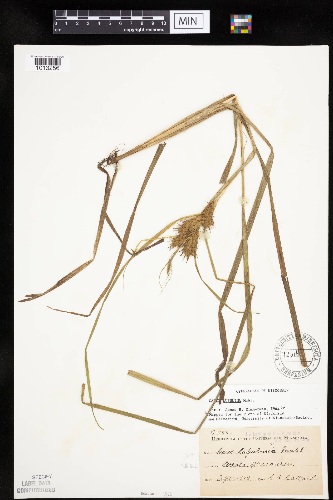 Carex lupulina image
