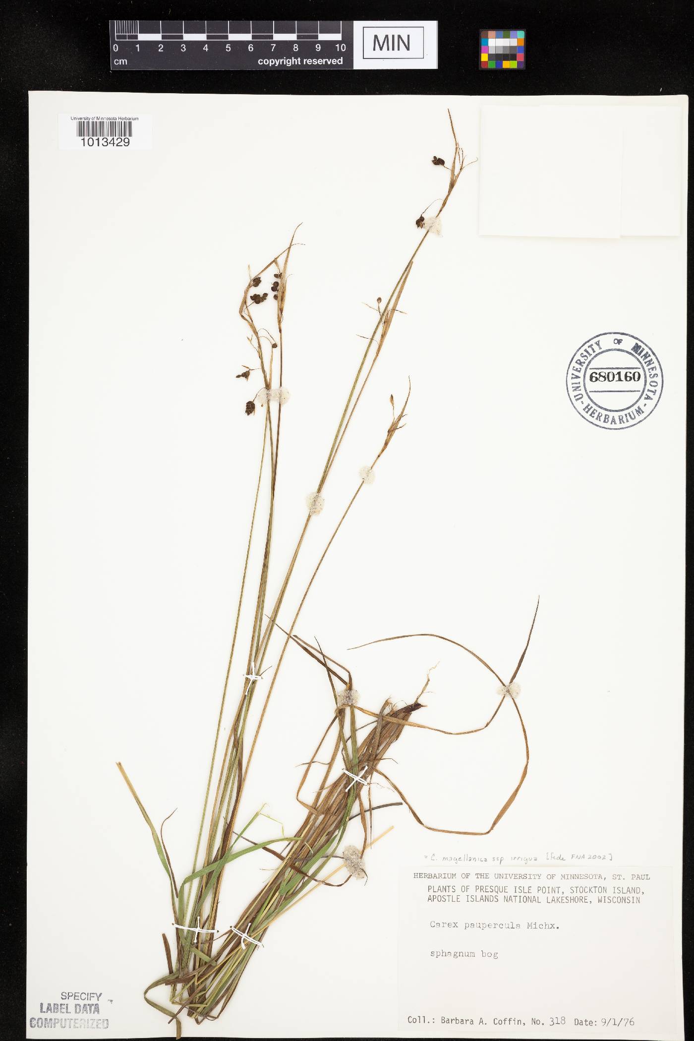 Carex magellanica image